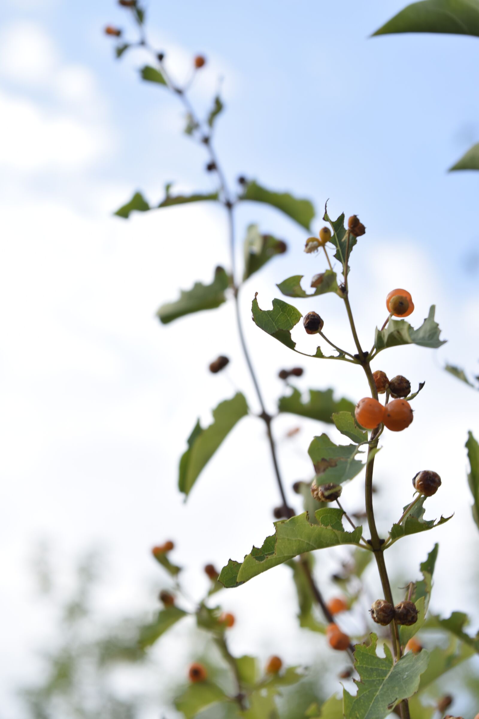 Nikon D3300 sample photo. Plants, grass, berry photography