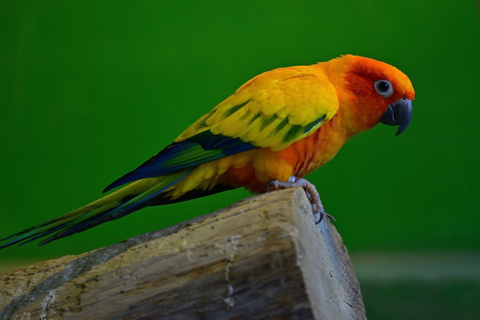 Nikon D5200 sample photo. Animal world, parakeet, bird photography