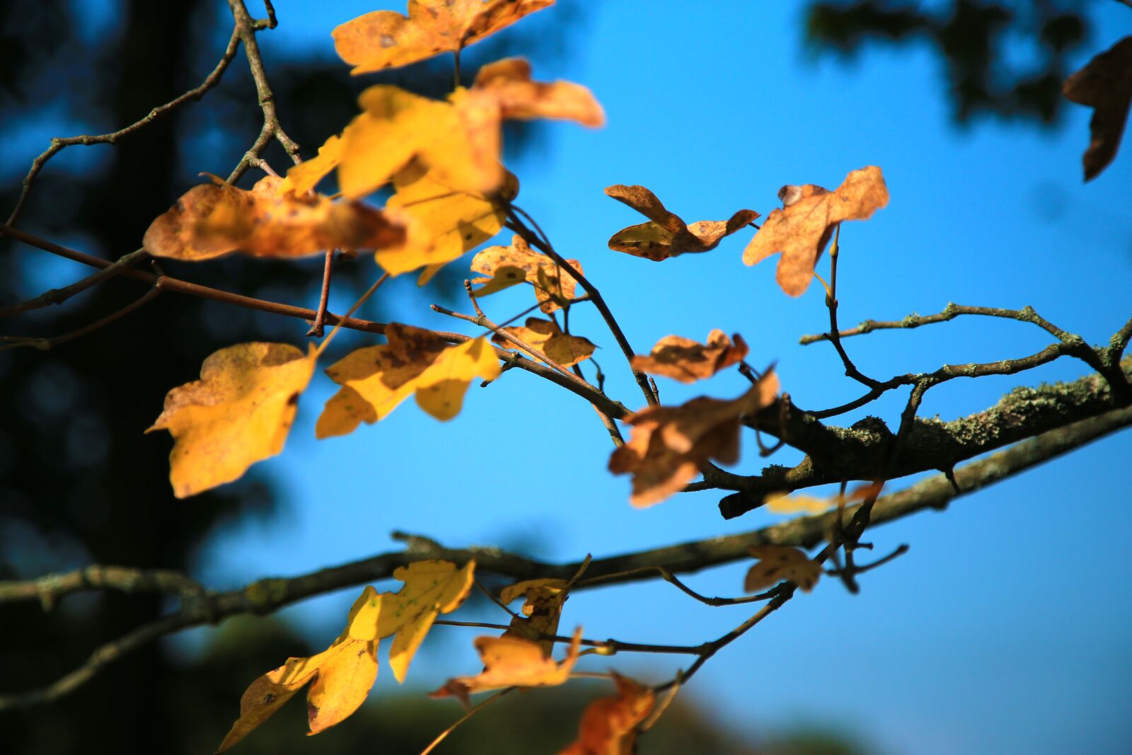 Canon EOS-1D C sample photo. Autumn, leaves, nature photography