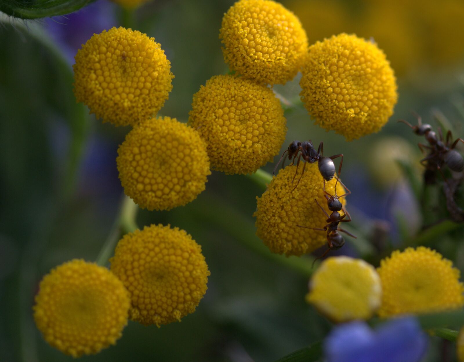 Canon EOS 7D Mark II sample photo. Ant, flowers, yellow photography