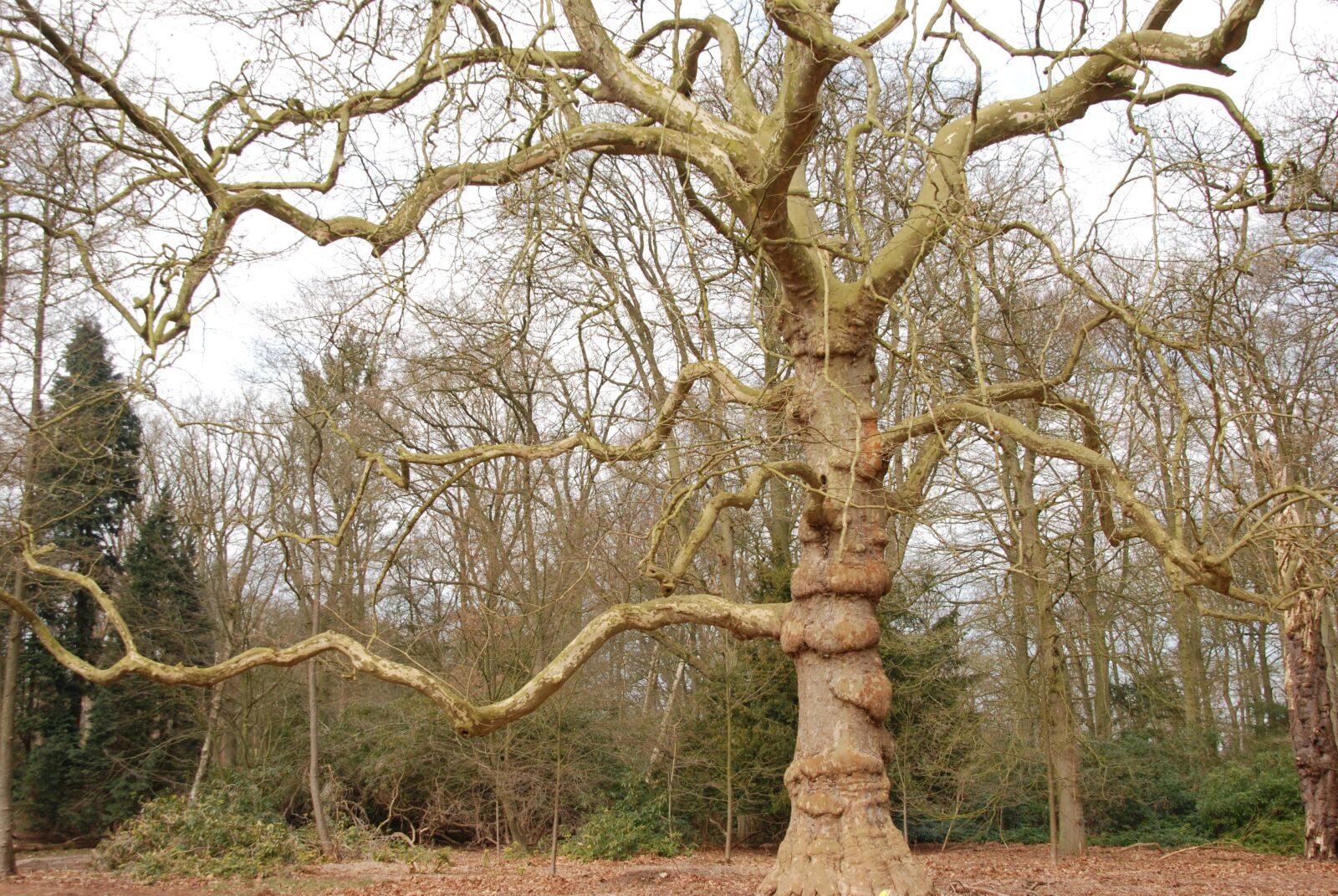 Nikon D80 sample photo. Forest, tree, bald photography