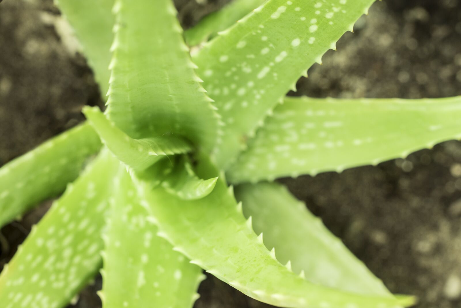 Canon EOS 250D (EOS Rebel SL3 / EOS Kiss X10 / EOS 200D II) sample photo. Aloe vera, cactus, aerial photography