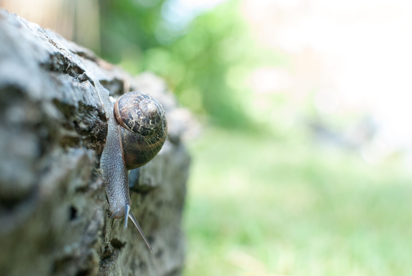 Nikon D80 sample photo. Snail, gastropod, nature photography