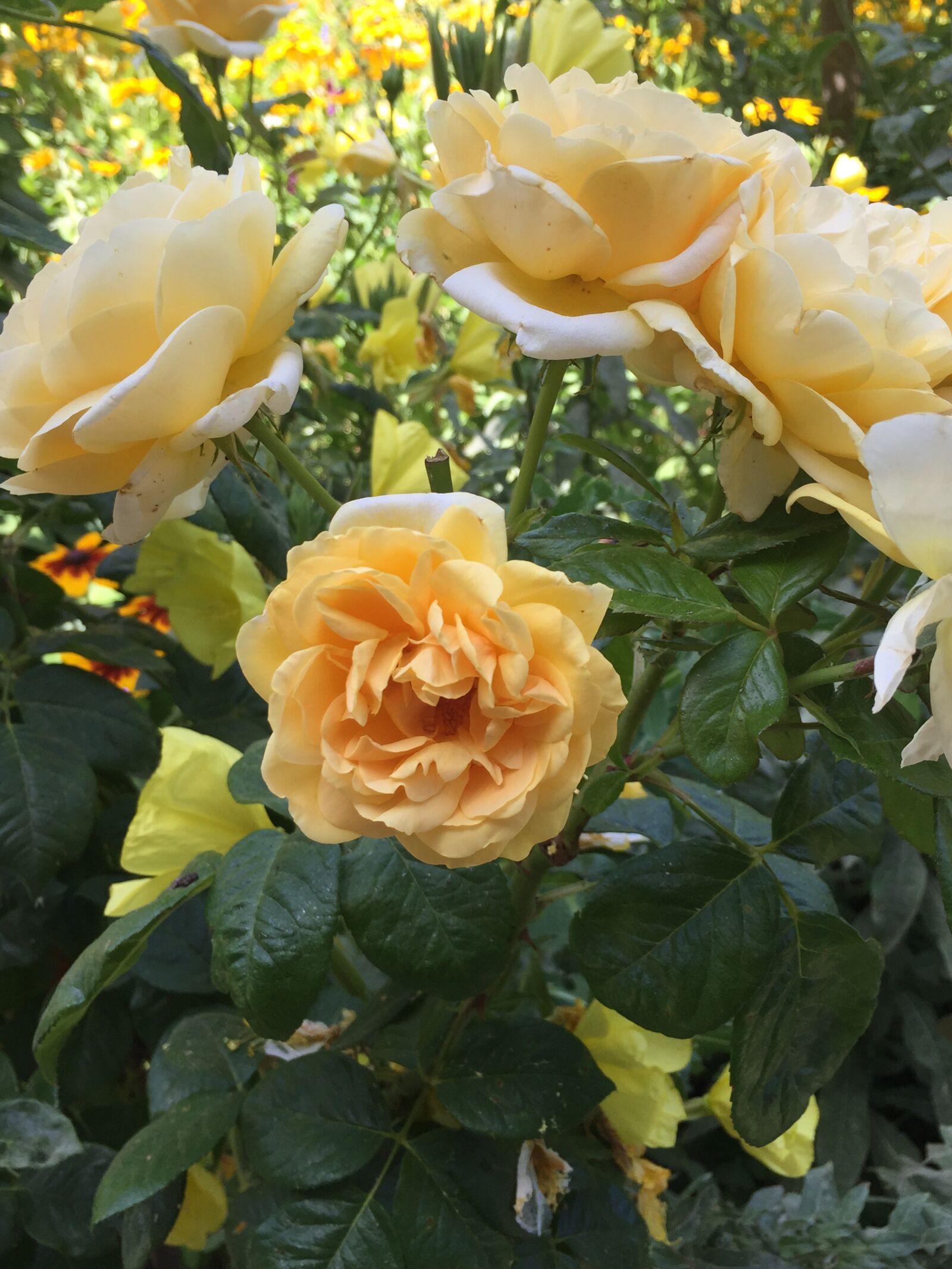 iPhone 6 back camera 4.15mm f/2.2 sample photo. Yellow, rose, flower photography