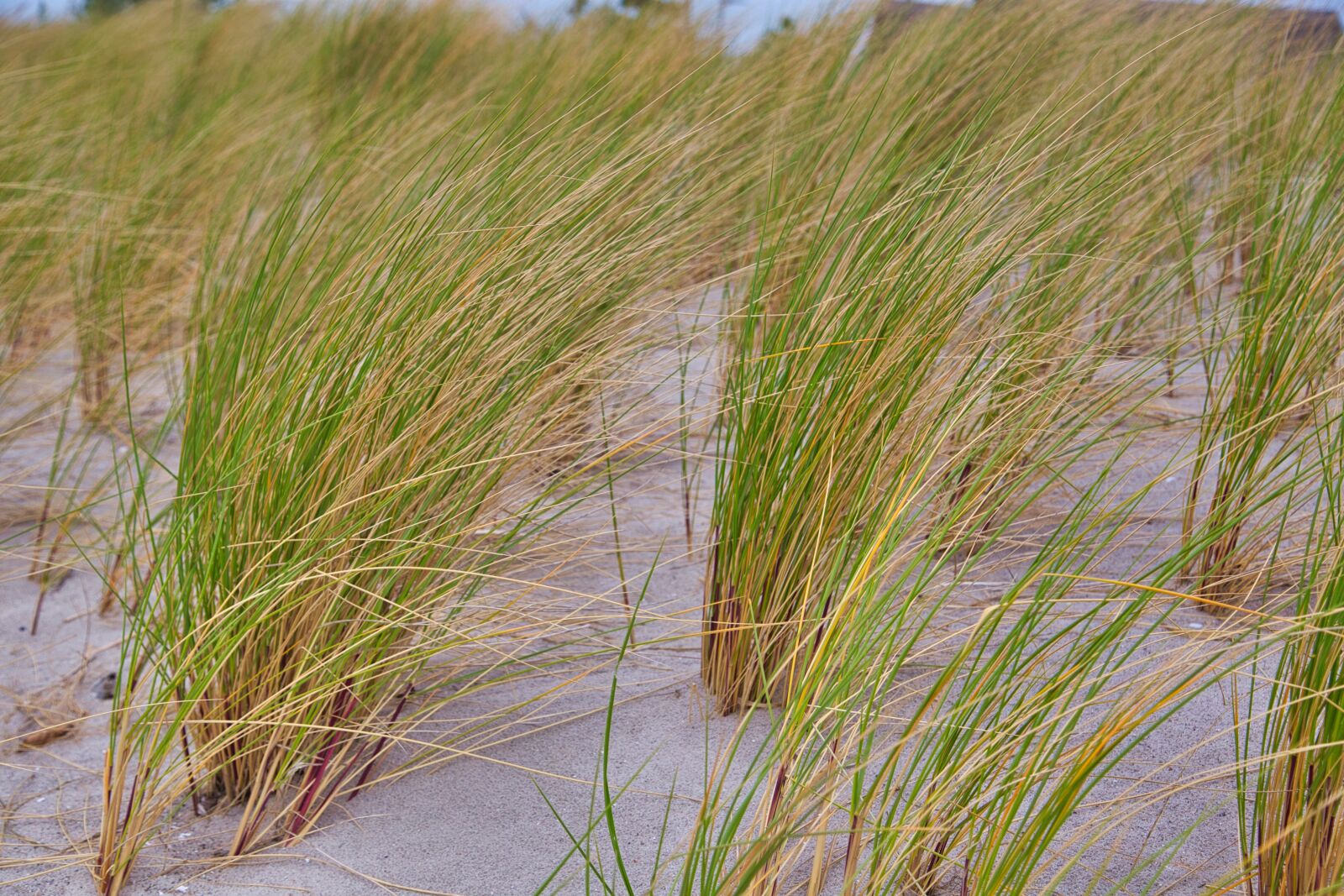 Canon EOS 6D + Canon EF 24-105mm F4L IS USM sample photo. Dune, dunes, sand photography