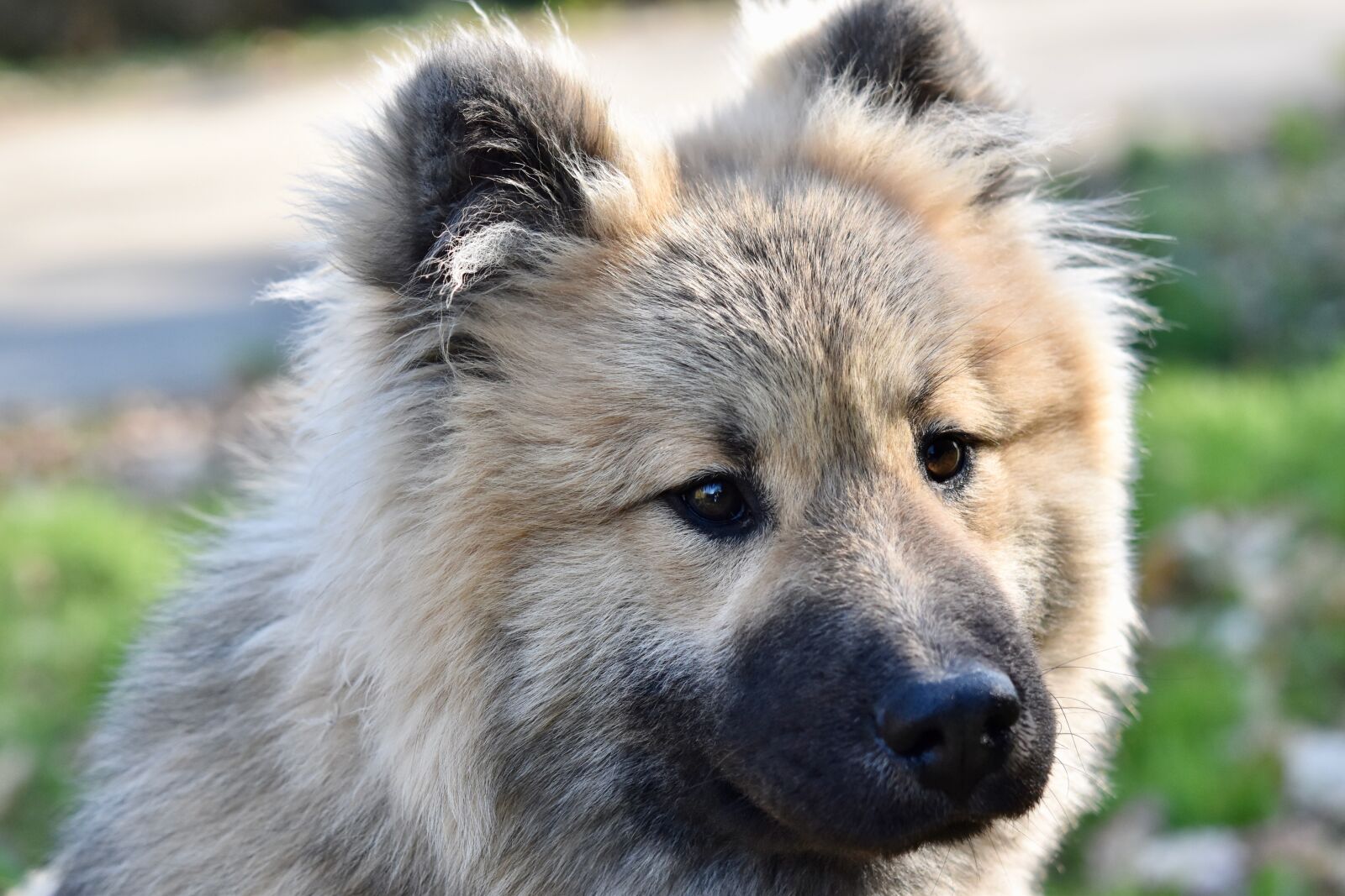 Nikon D5600 sample photo. Dog, dog eurasier, eurasier photography