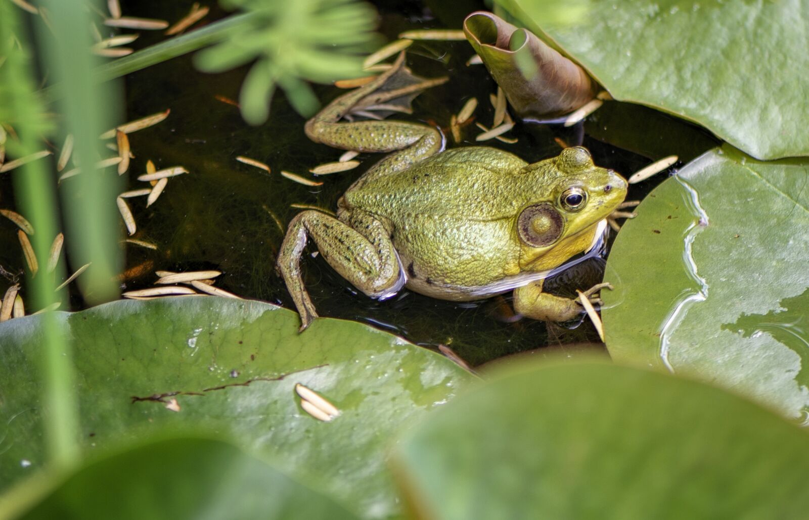 Nikon D610 sample photo. Water, frog, animal photography