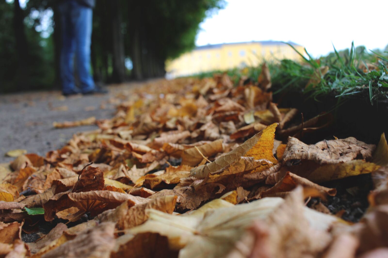 Canon EF-S 24mm F2.8 STM sample photo. Leaves, autumn, golden season photography