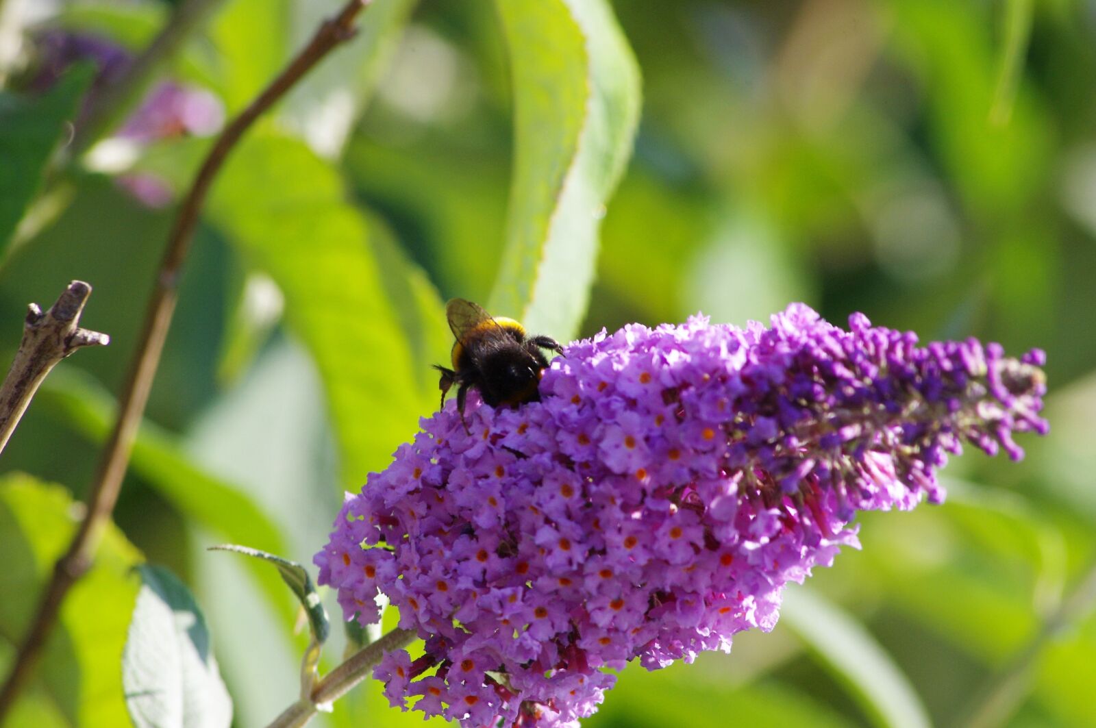 Pentax K-x sample photo. Nature, insect, bee photography