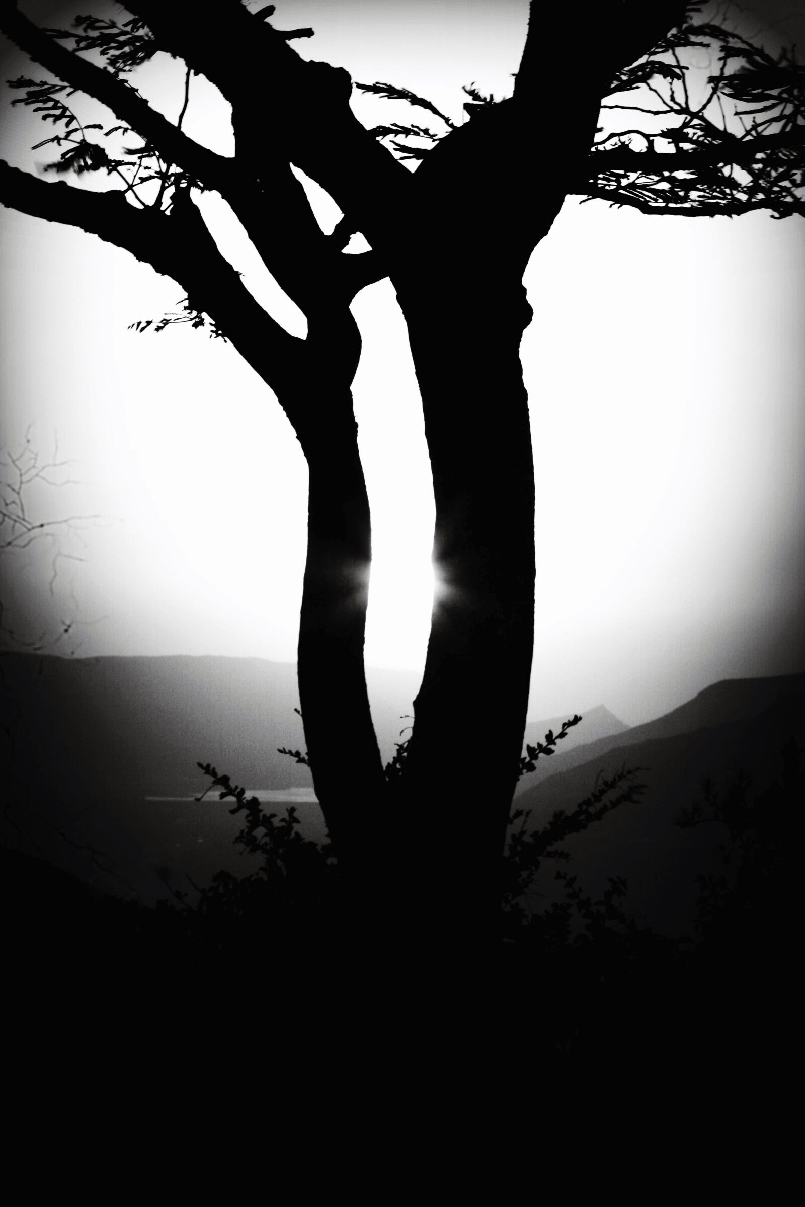 Nikon D3200 sample photo. Tree, silhouette, nature photography