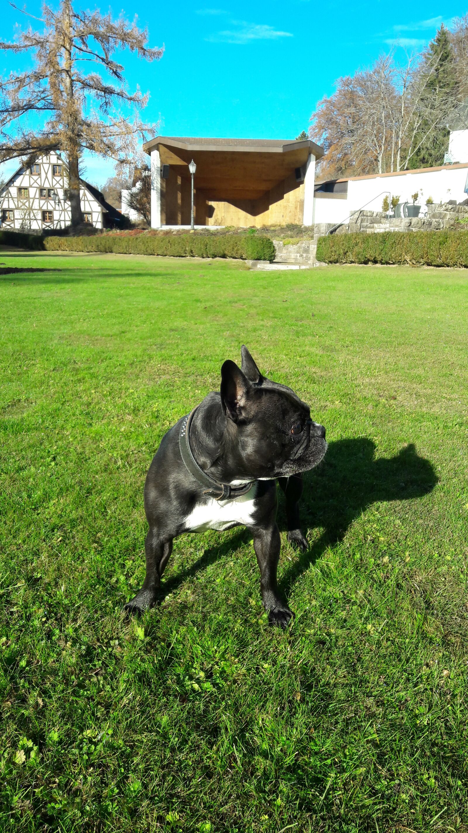 Samsung Galaxy A5(2016) sample photo. French bulldog, bulldog, dog photography