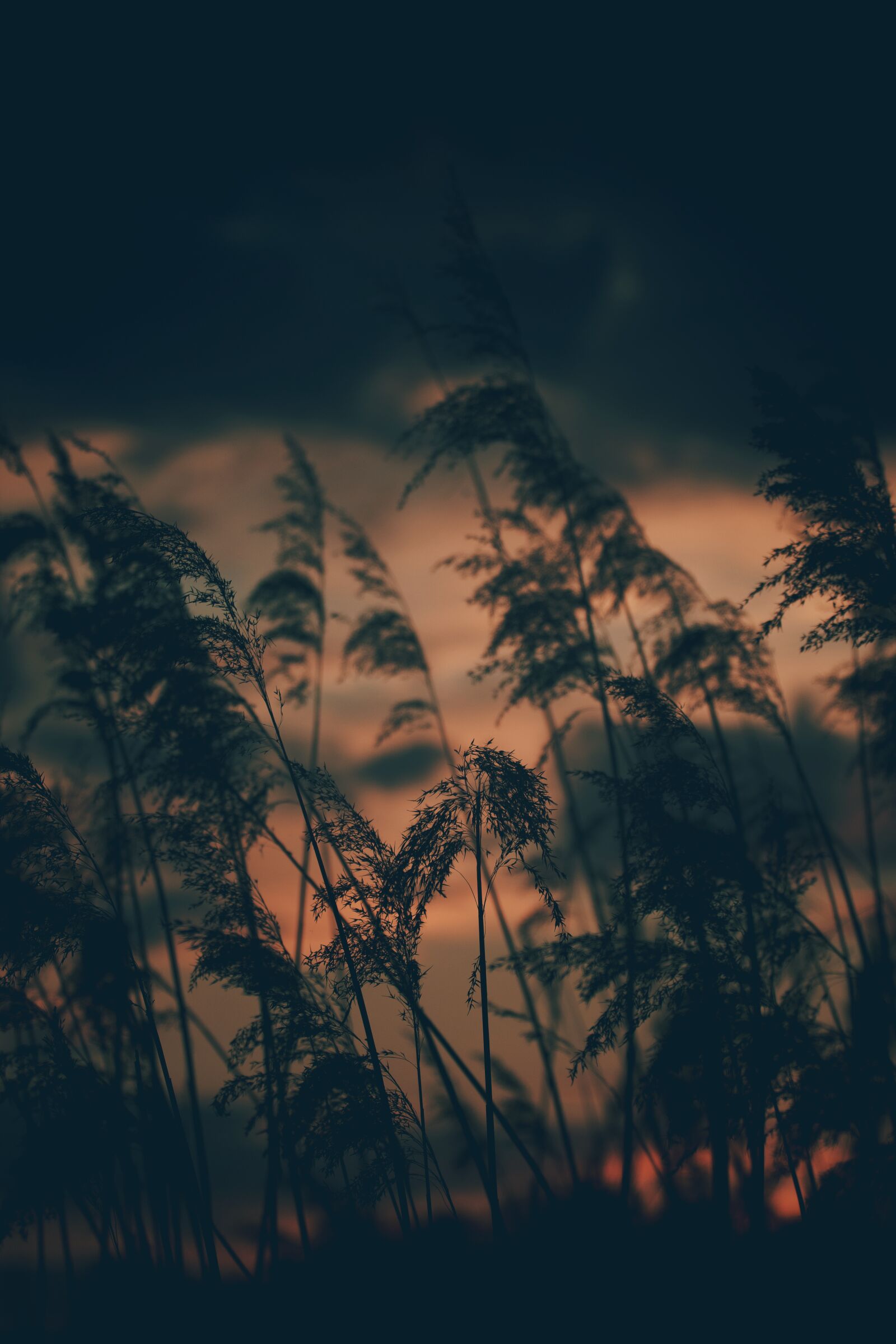 Canon EF 70-200mm F4L USM sample photo. Evening, sunset, evening sky photography