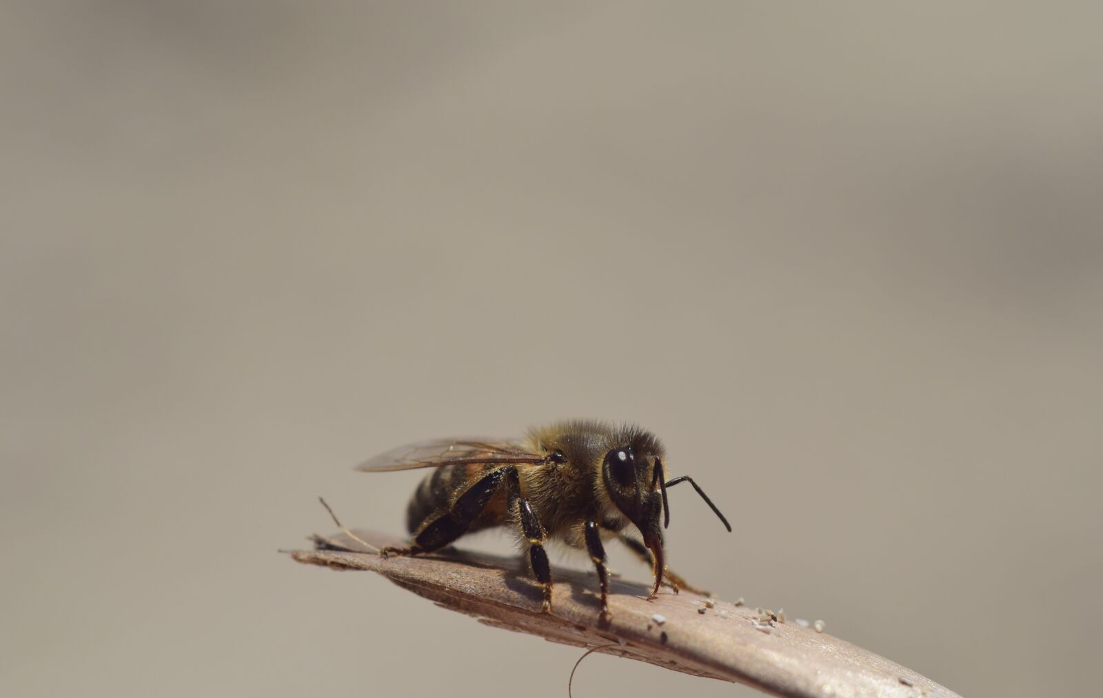 Nikon D3300 sample photo. Bee, sand, insect photography