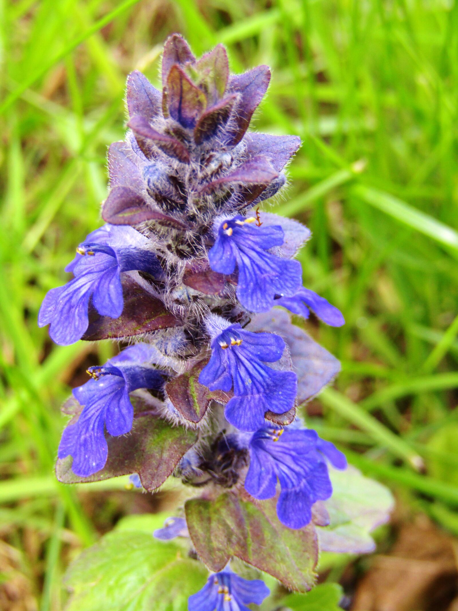 Canon POWERSHOT SX432 IS sample photo. Ajuga g nsel, ajuga photography