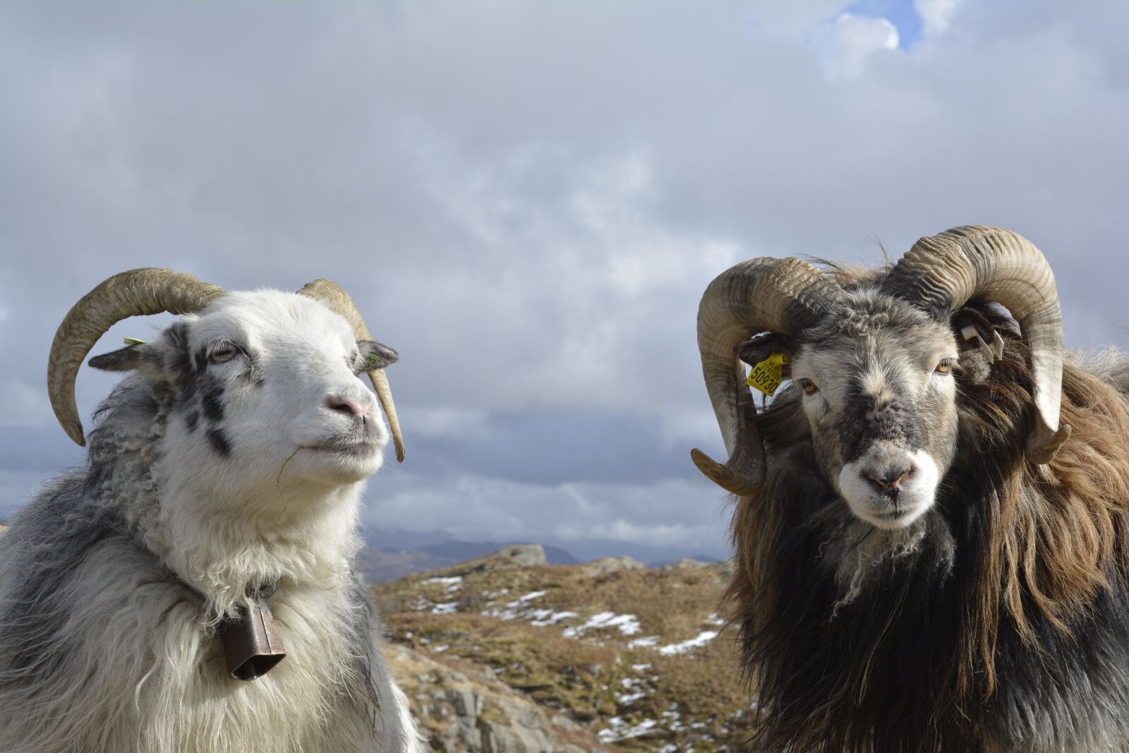 Nikon D5200 sample photo. Animals, sheep, nature photography