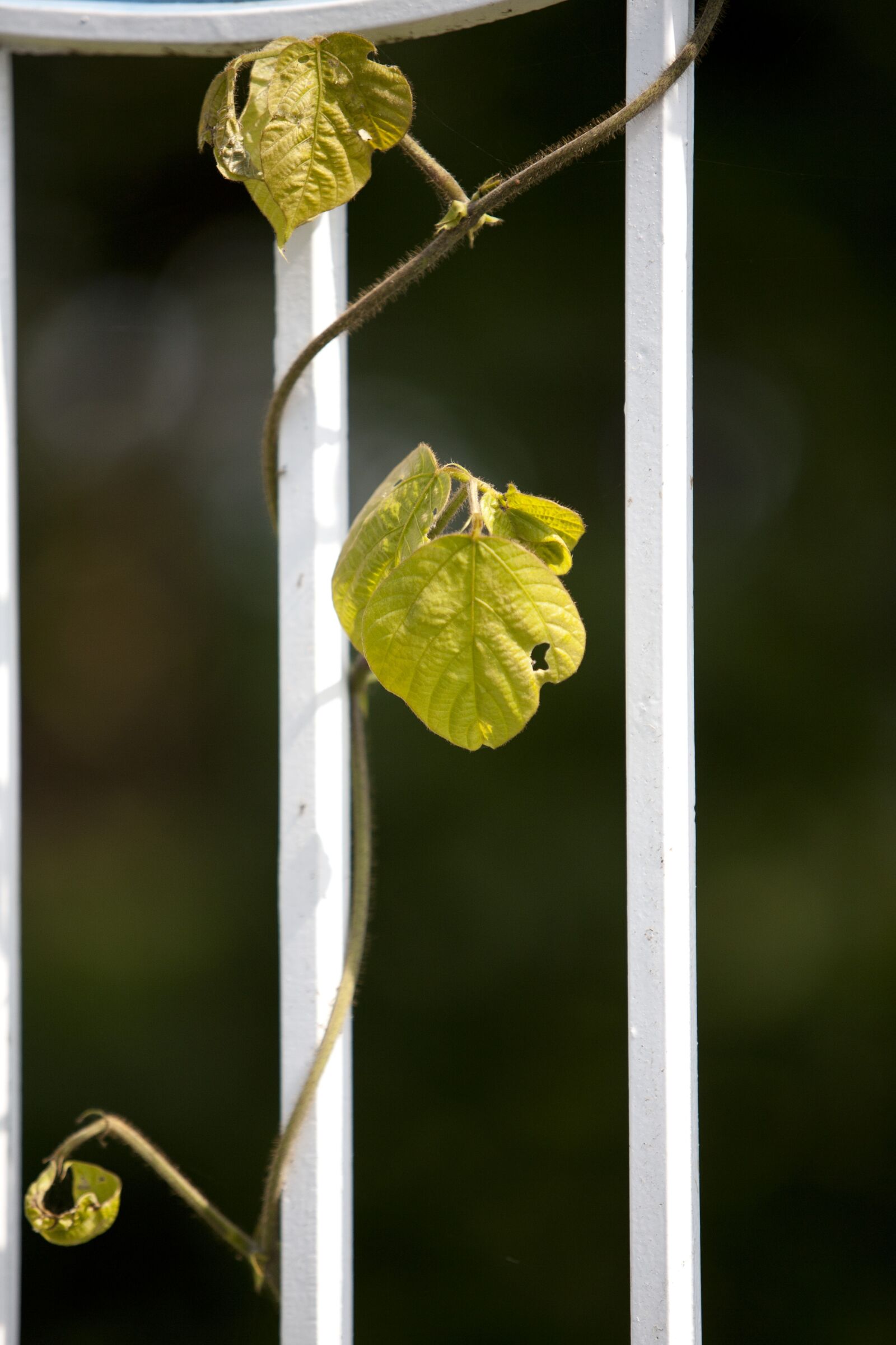 Canon EOS 5D sample photo. The vine, nature, plants photography