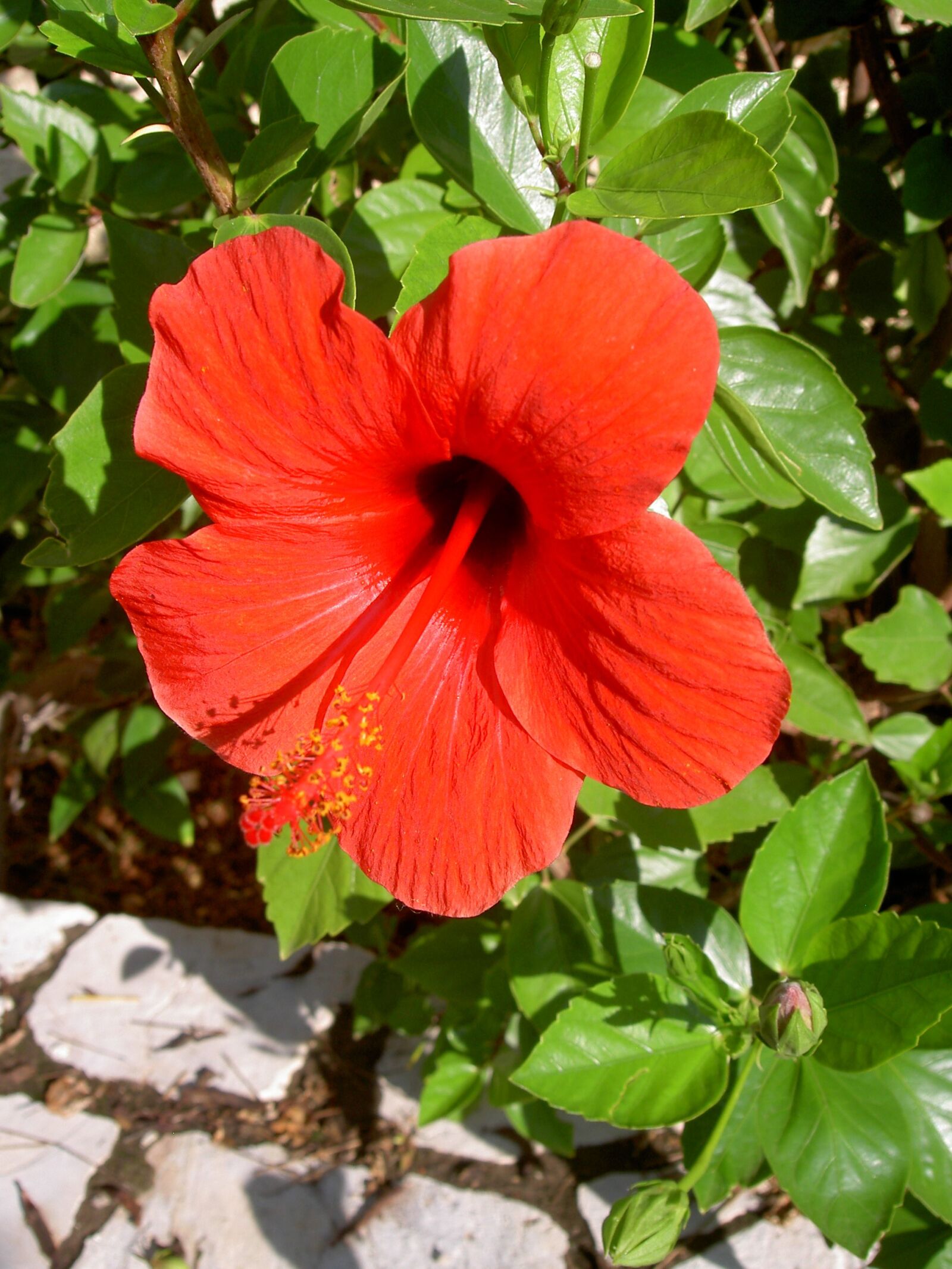KONICA MINOLTA DiMAGE G500 sample photo