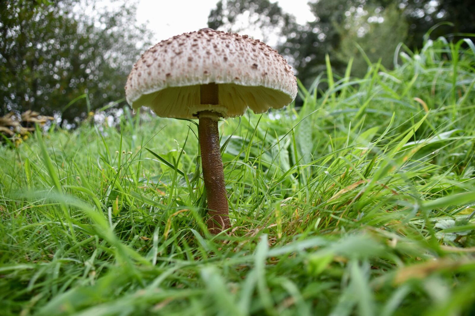 Nikon D5600 sample photo. Fungus, eukaryotic multicellular, unicellular photography