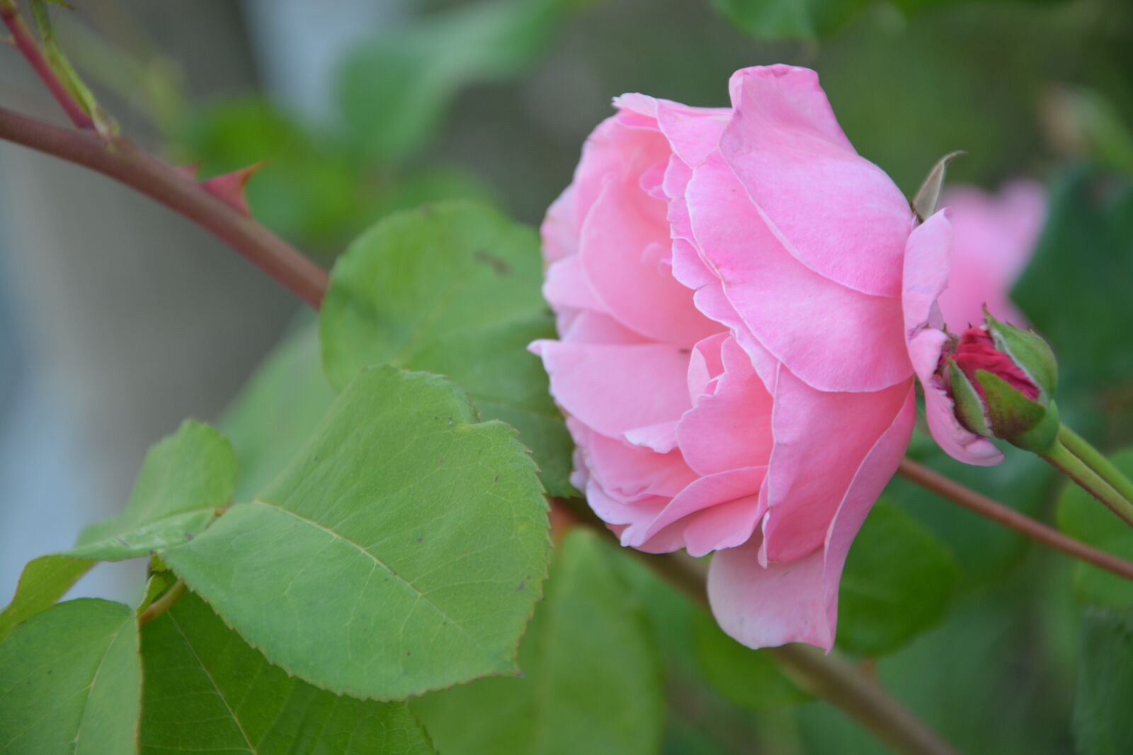 Nikon D5200 sample photo. Profile of pink, pink photography