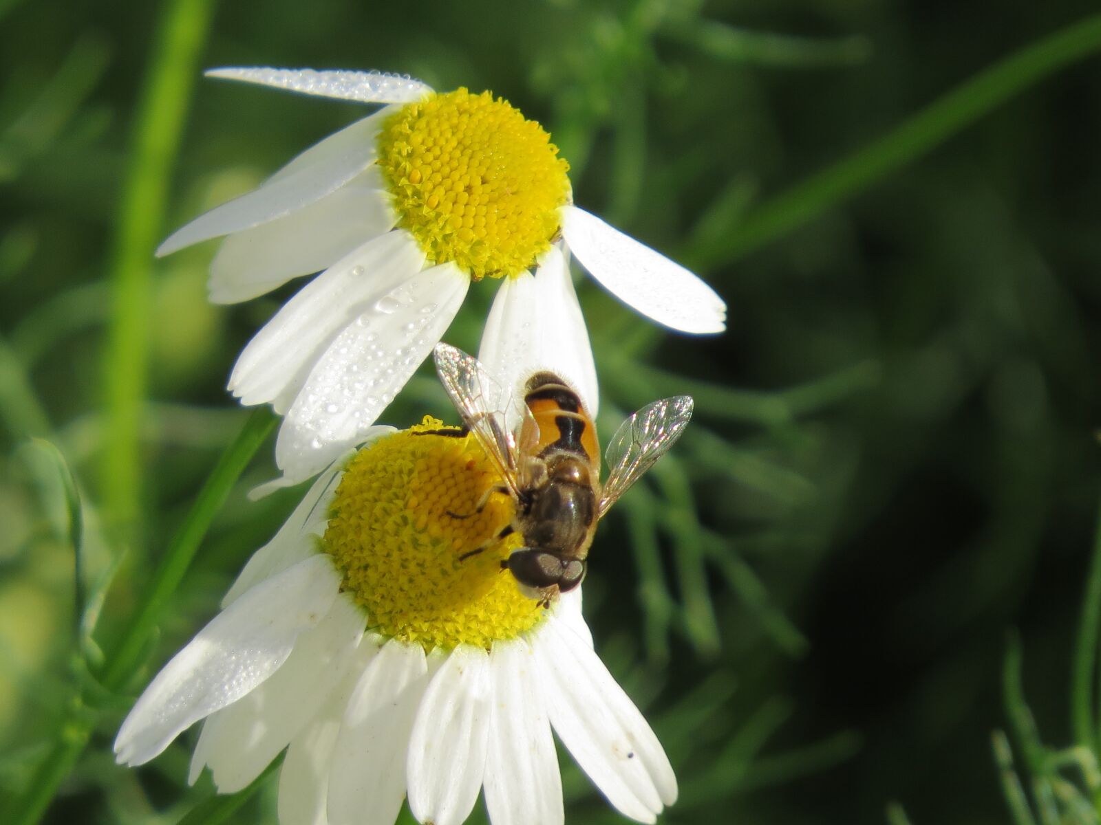 Canon PowerShot SX50 HS sample photo. Cheloveka common, insect, eristalis photography