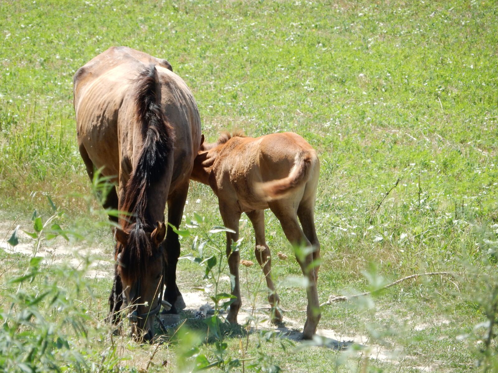Nikon Coolpix S9700 sample photo. Horses, foal, mare with photography
