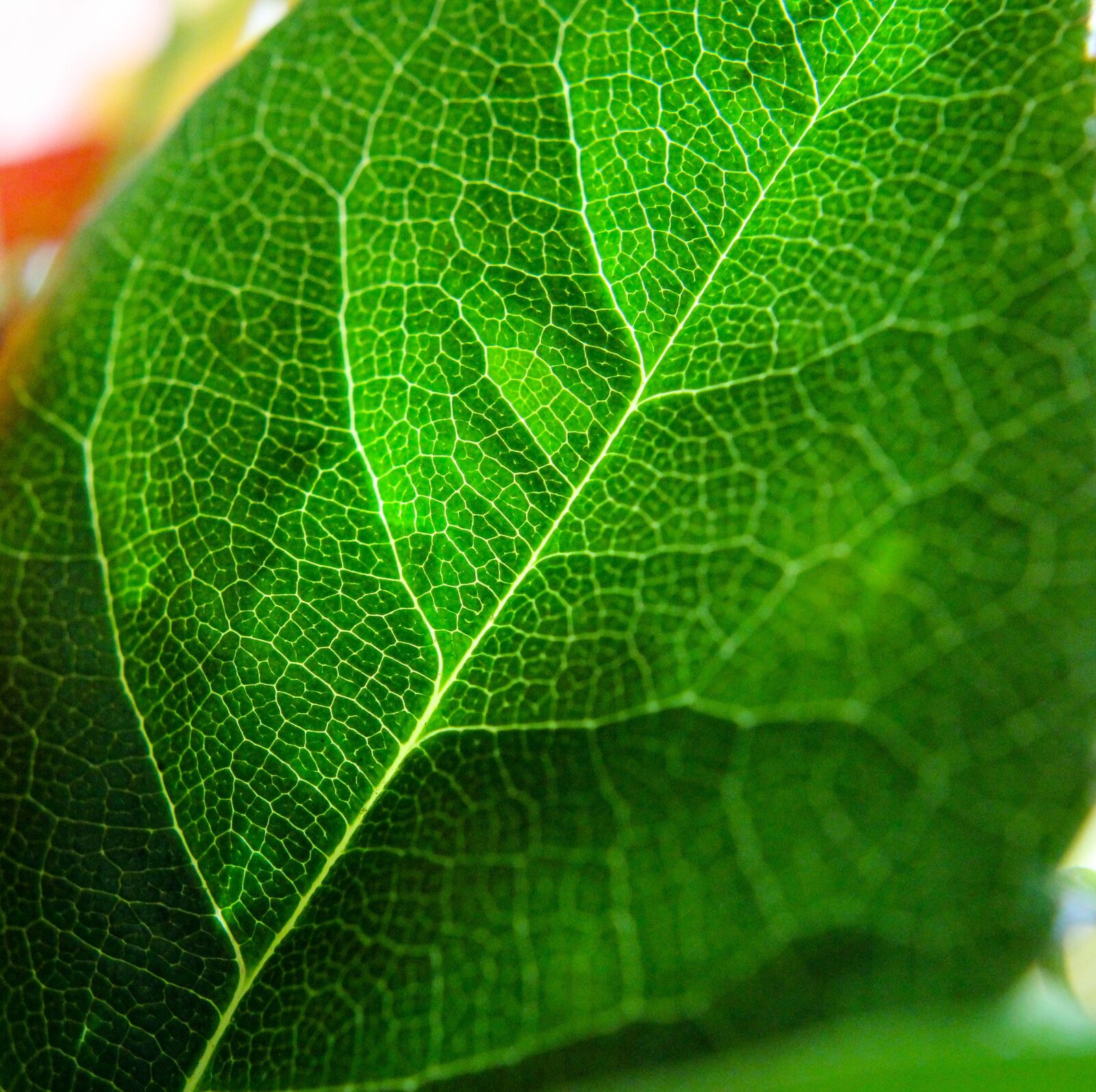Canon EOS 60D sample photo. Macro, sheet, cage photography
