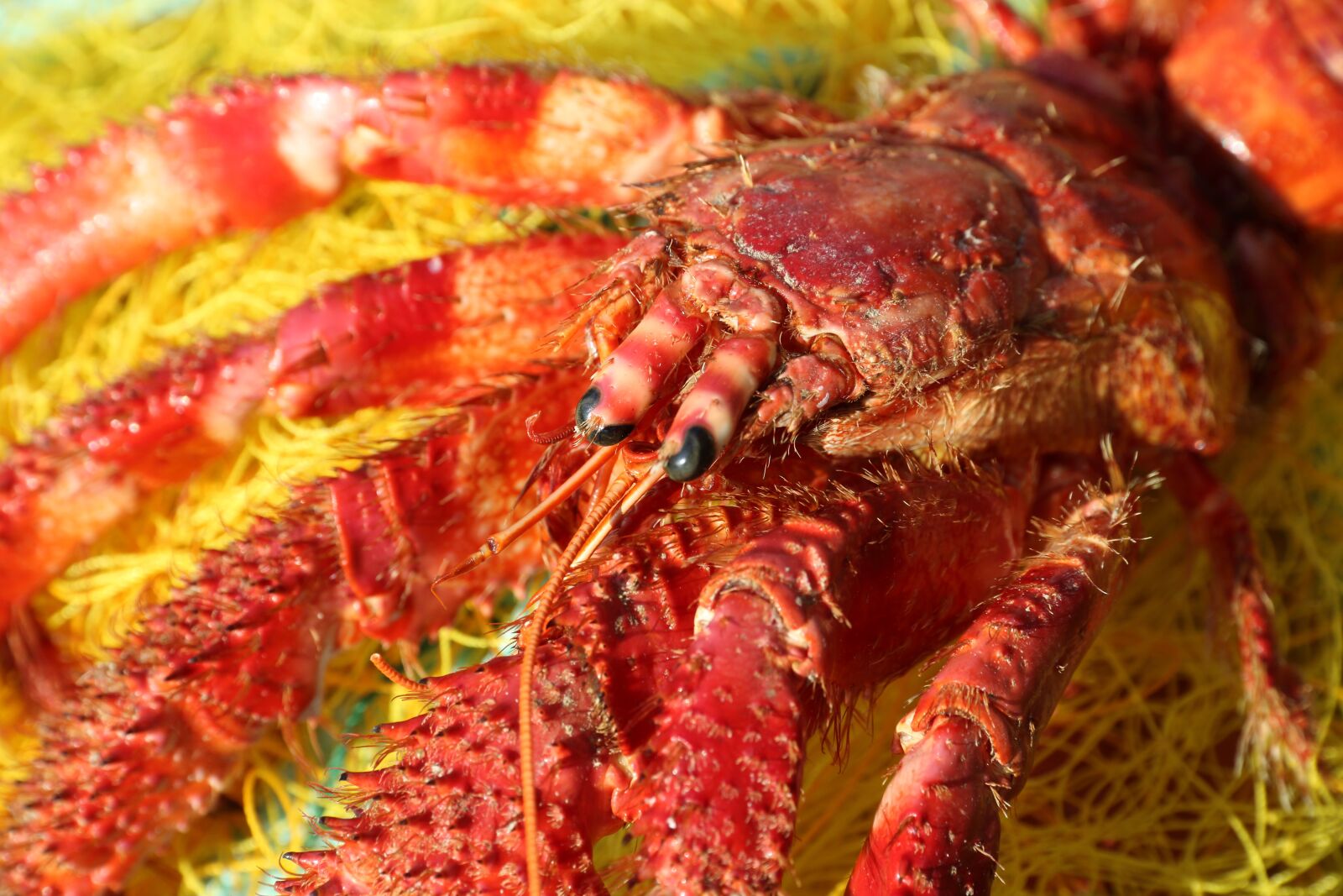 Canon EOS 750D (EOS Rebel T6i / EOS Kiss X8i) sample photo. Crete, bycatch, by-catch photography