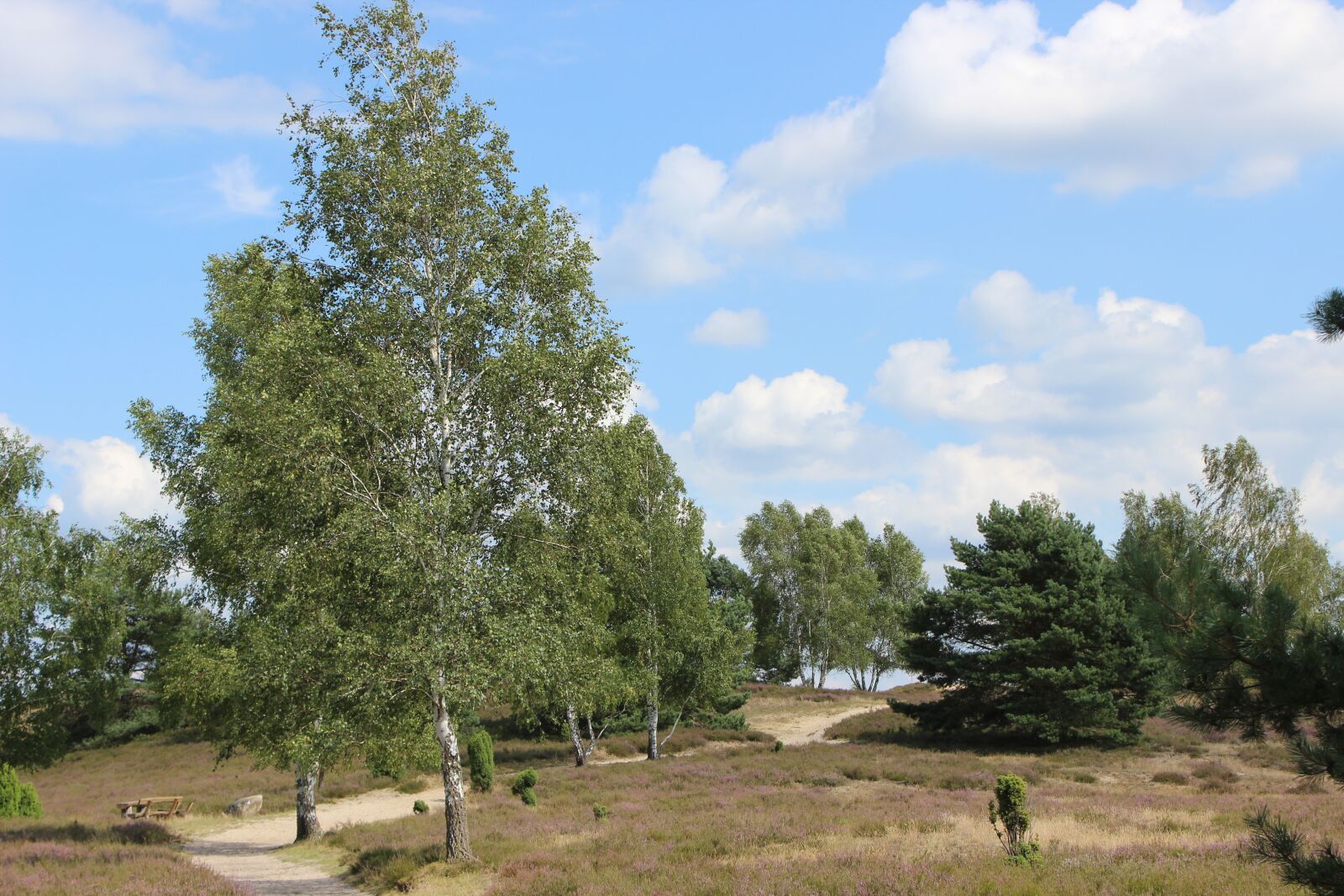 Canon EOS 600D (Rebel EOS T3i / EOS Kiss X5) sample photo. Nemitzer heath, rest, recovery photography