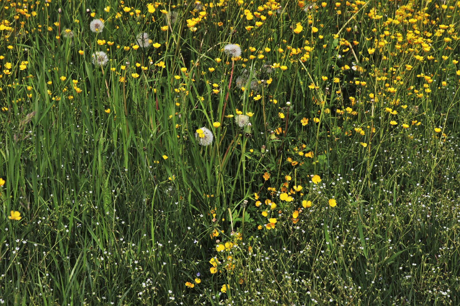 Canon EOS 80D sample photo. Green, meadow, plants photography