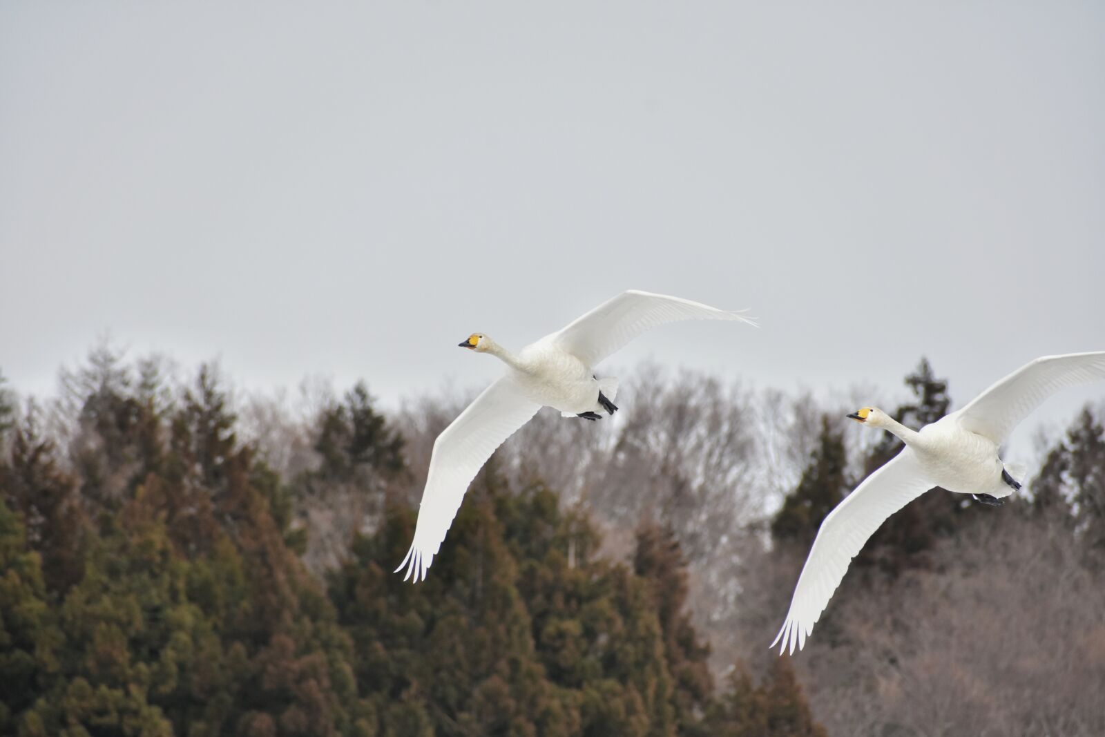 Nikon D7200 sample photo. Animal, sky, wood photography