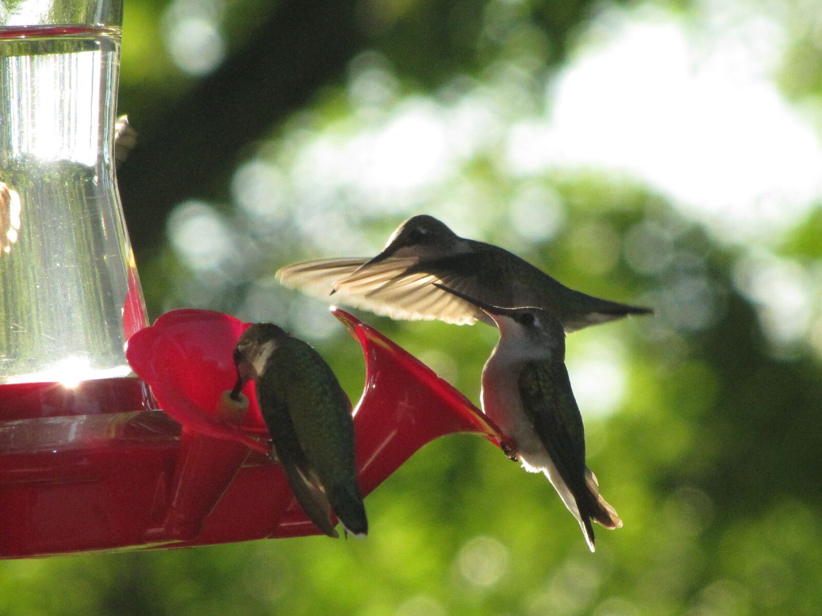 Canon PowerShot SX20 IS sample photo. Hummingbirds, hummingbird, birds photography