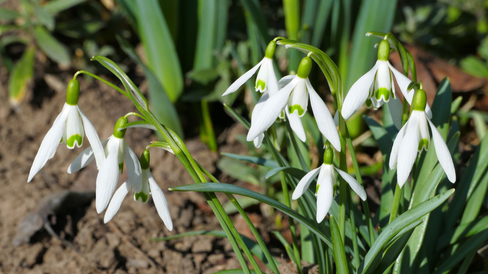 Panasonic Lumix DMC-FZ1000 sample photo. Snowdrops, flowers, spring photography