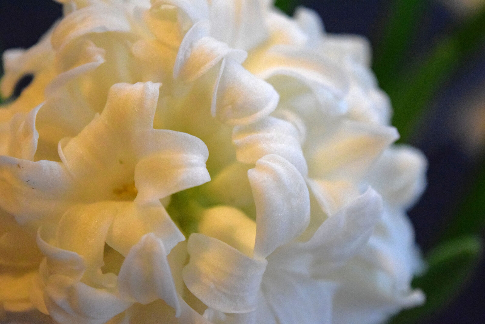 Nikon D3300 sample photo. Hyacinth, night photography