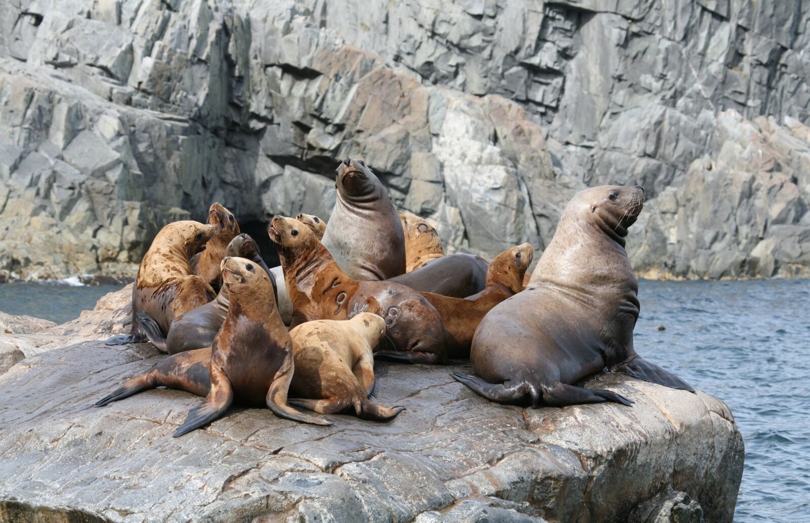Canon EOS 5D sample photo. Sea lions, rookery, harem photography