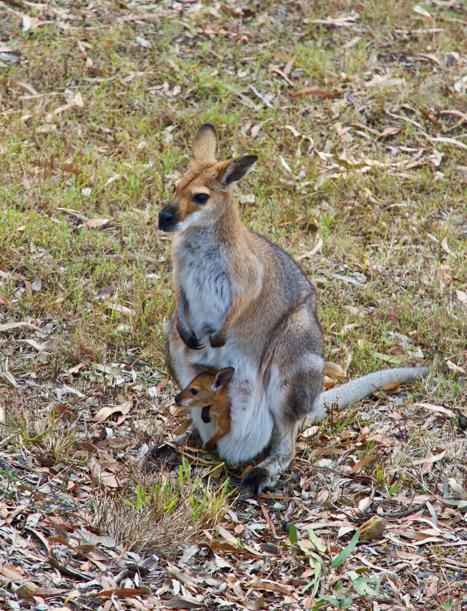Sony E 18-135mm F3.5-5.6 OSS sample photo. Kangaroo, wallaby, wildlife photography