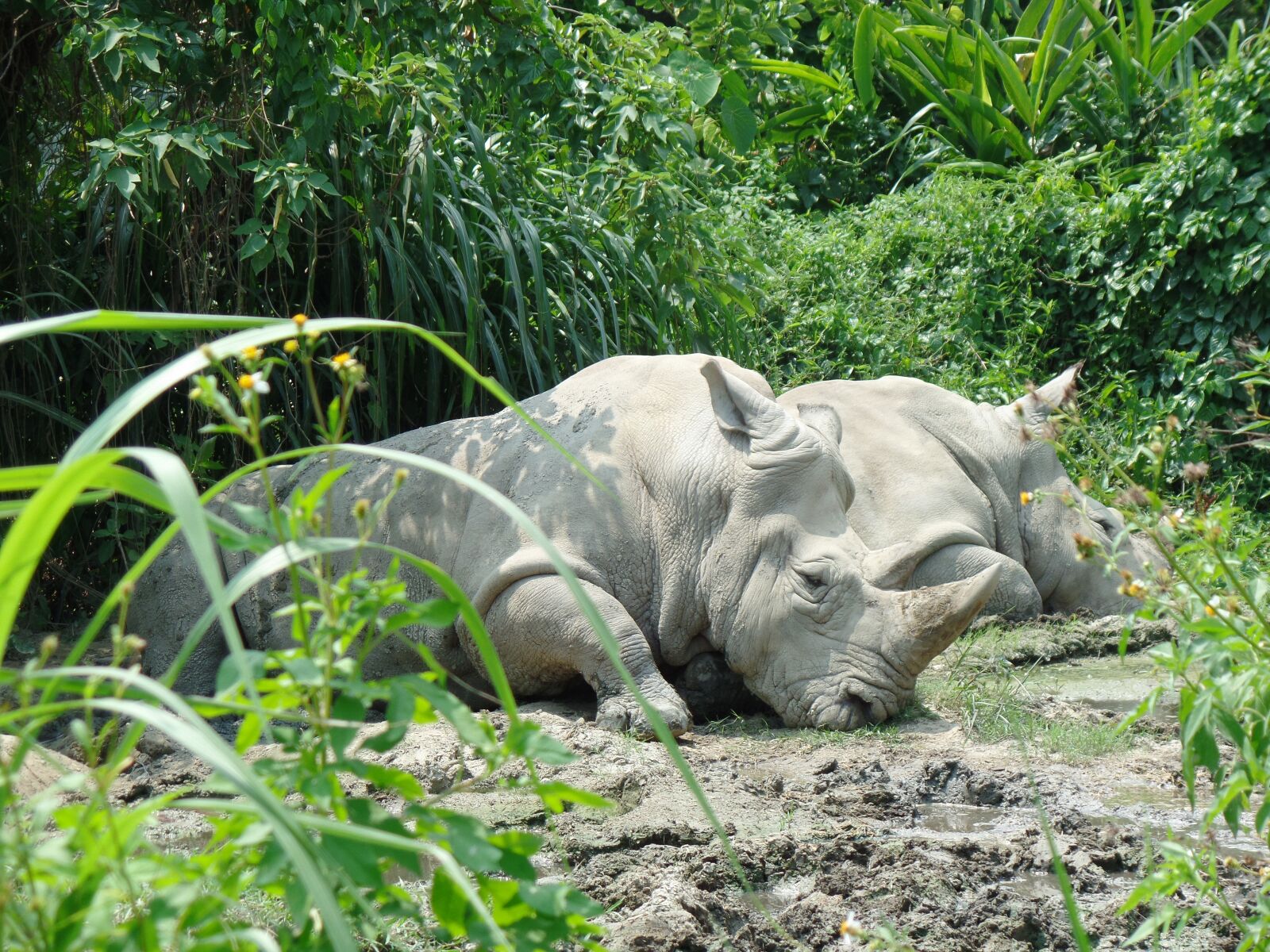 Samsung WB350F/WB351F/WB352F sample photo. Rhino, mud, zoo photography