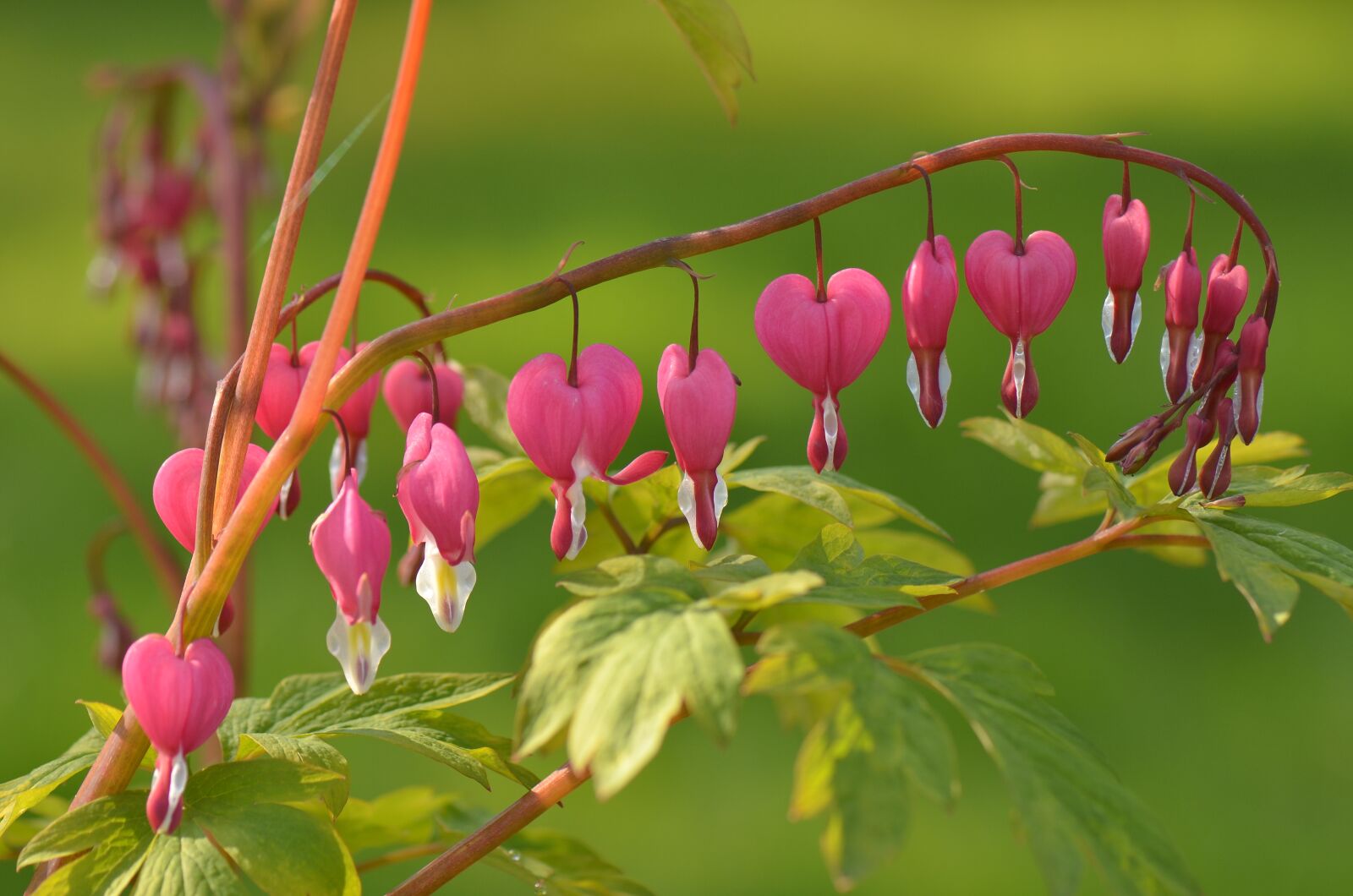 Nikon D5100 sample photo. Bleeding heart, flower, plant photography