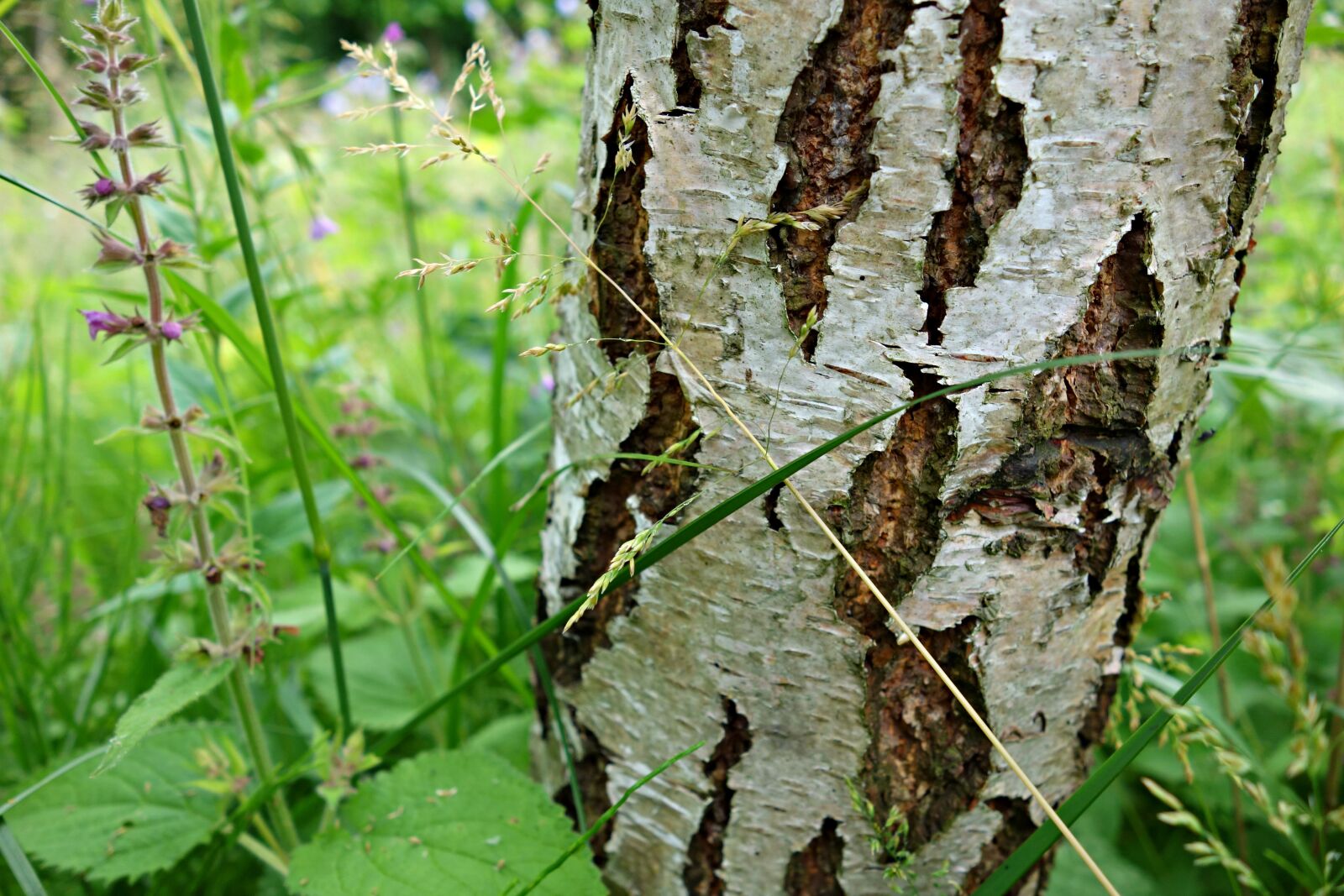 Sony Cyber-shot DSC-RX100 sample photo. Birch, birch tree, tree photography