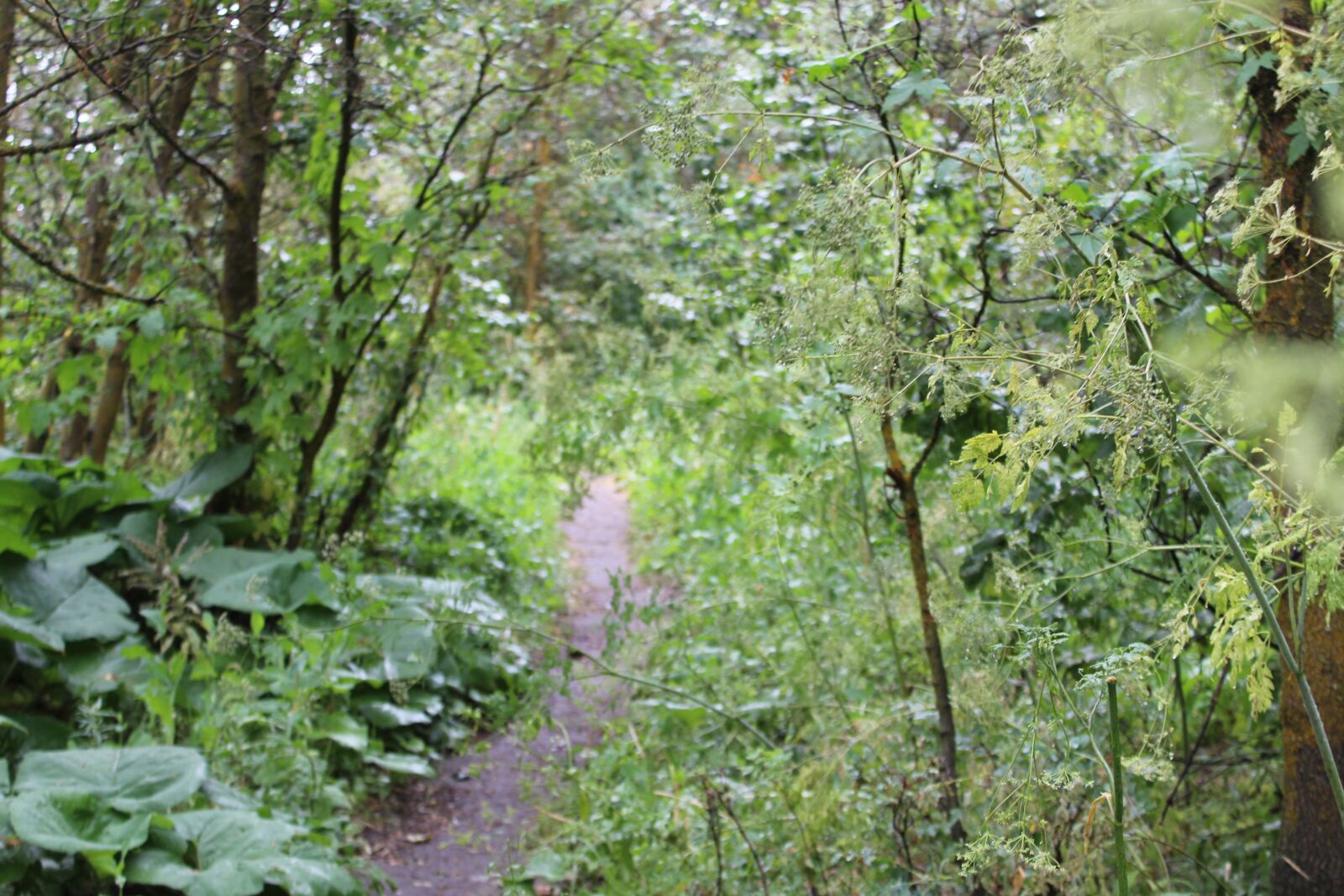 Canon EOS 1300D (EOS Rebel T6 / EOS Kiss X80) sample photo. Mountain trail, biking trail photography