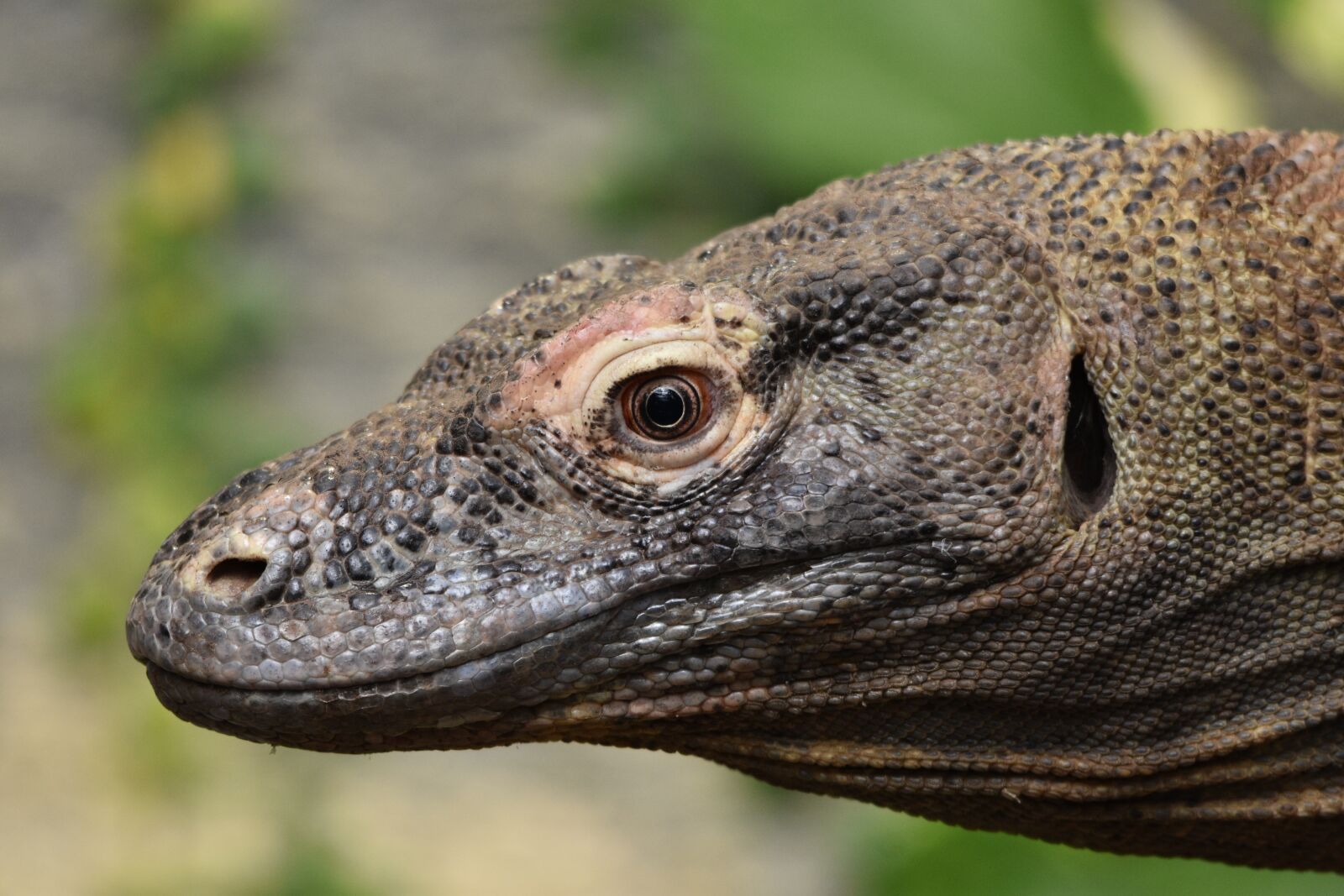 Nikon D3400 sample photo. Komodo, dragon, reptile photography