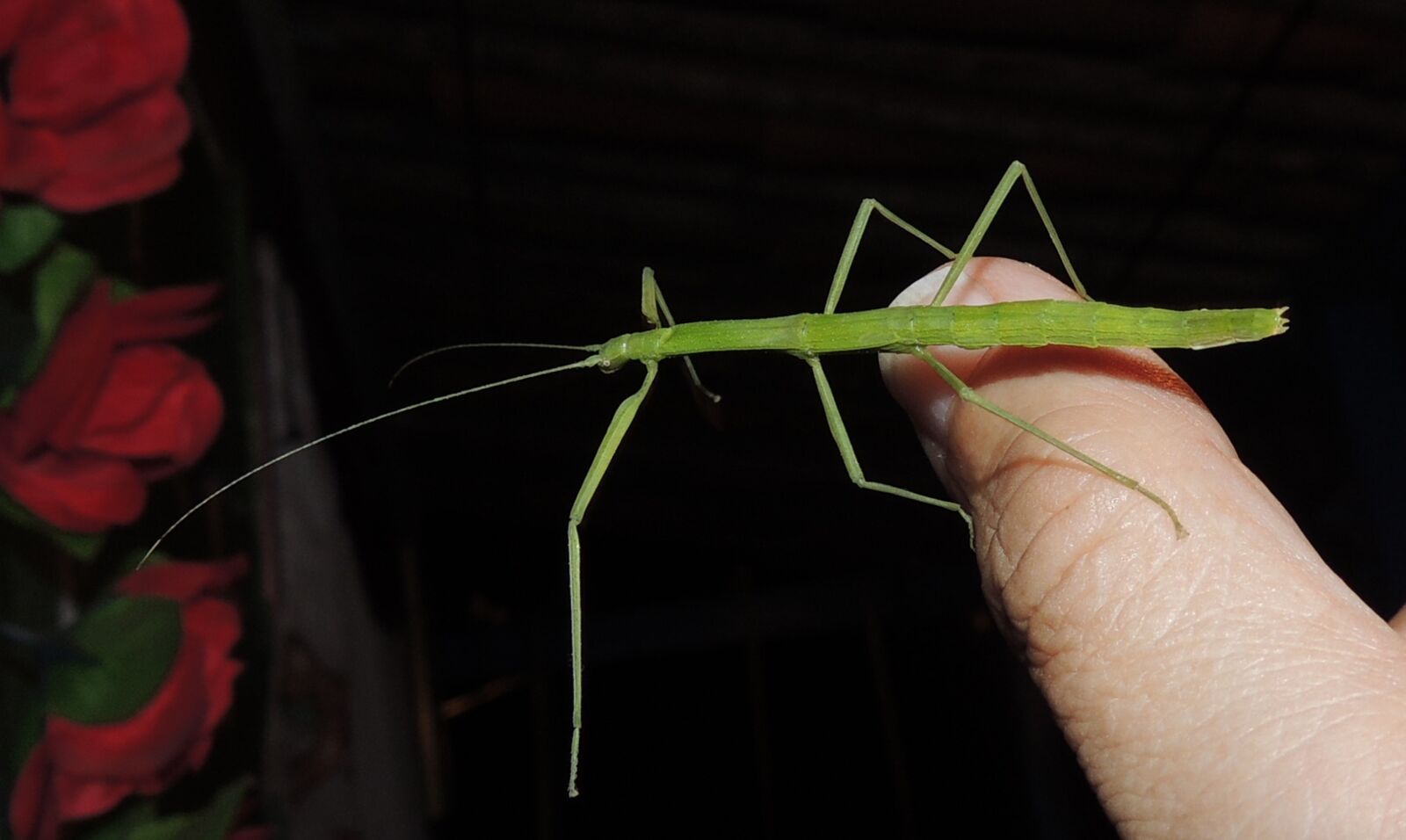Nikon Coolpix P510 sample photo. Nature, stick insect, weirdo photography