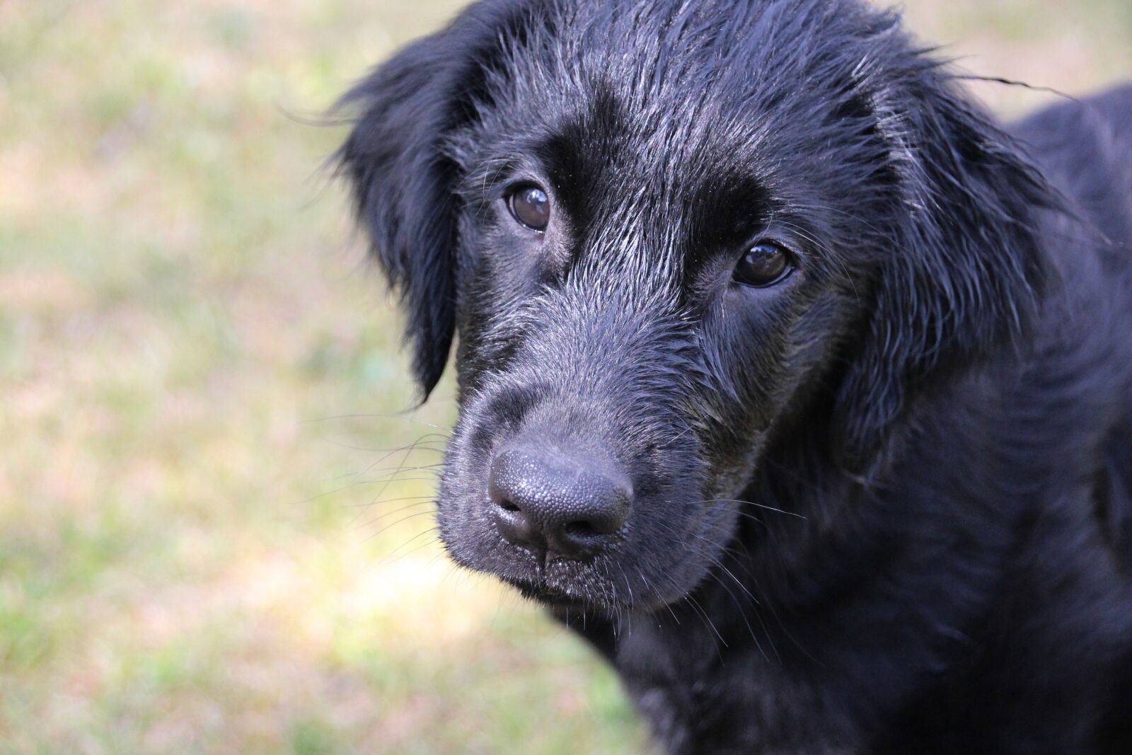 Canon EOS 650D (EOS Rebel T4i / EOS Kiss X6i) sample photo. Dog, animal, mammal photography