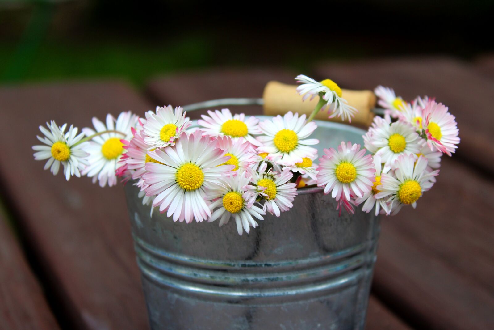 Canon EOS 1200D (EOS Rebel T5 / EOS Kiss X70 / EOS Hi) sample photo. Daisies, spring flowers, broken photography