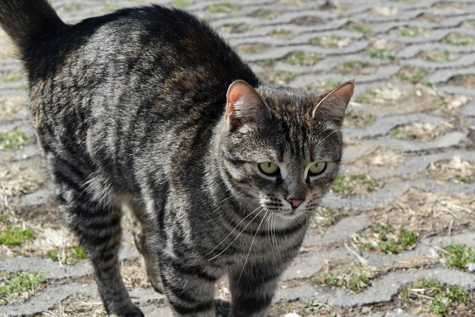Nikon D5500 sample photo. Tabby cat, domestic cat photography