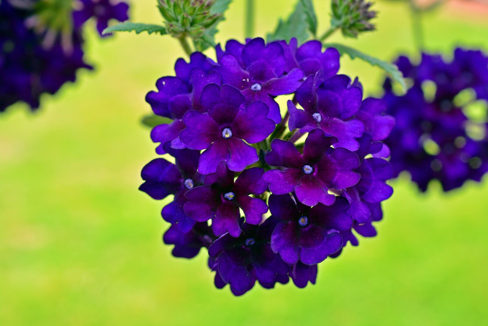 Nikon D5200 sample photo. Verbena, flowers, violet photography