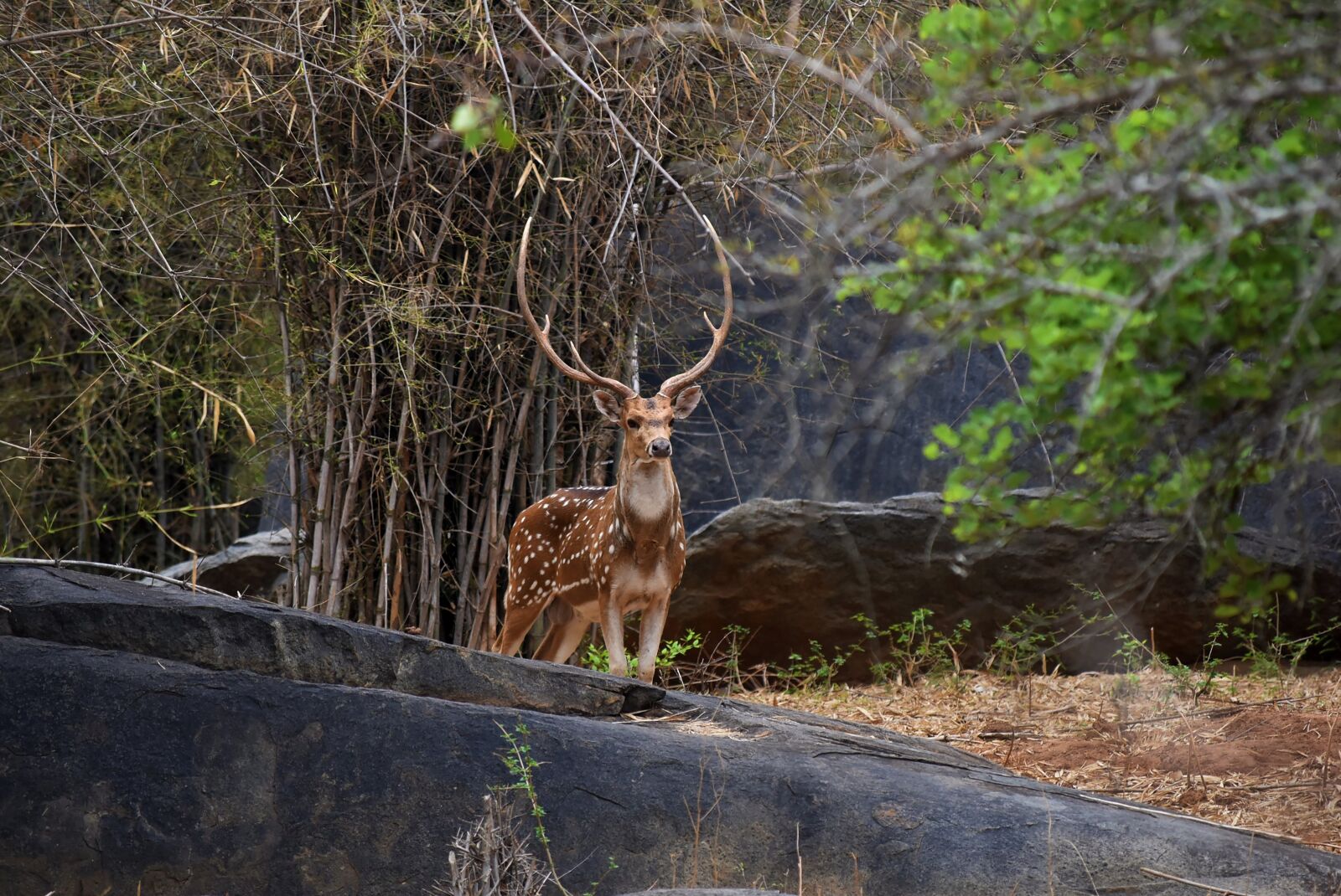 Nikon D5500 sample photo. Deer, forest, nature photography