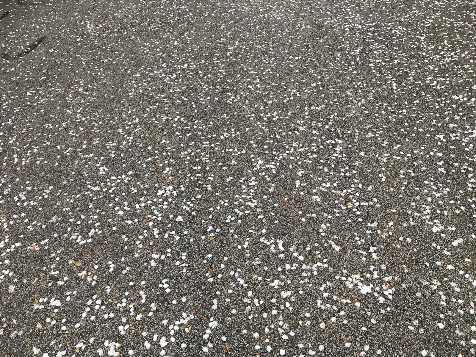 Apple iPhone 7 sample photo. Plain background, petals, road photography