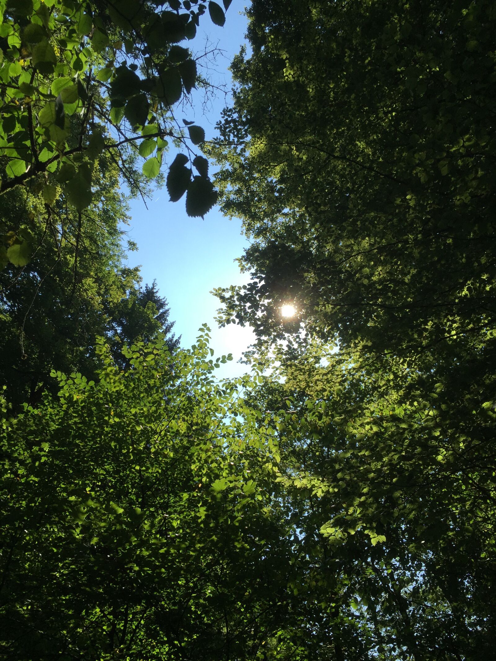 iPhone 6 back camera 4.15mm f/2.2 sample photo. Sun, tree, branches photography