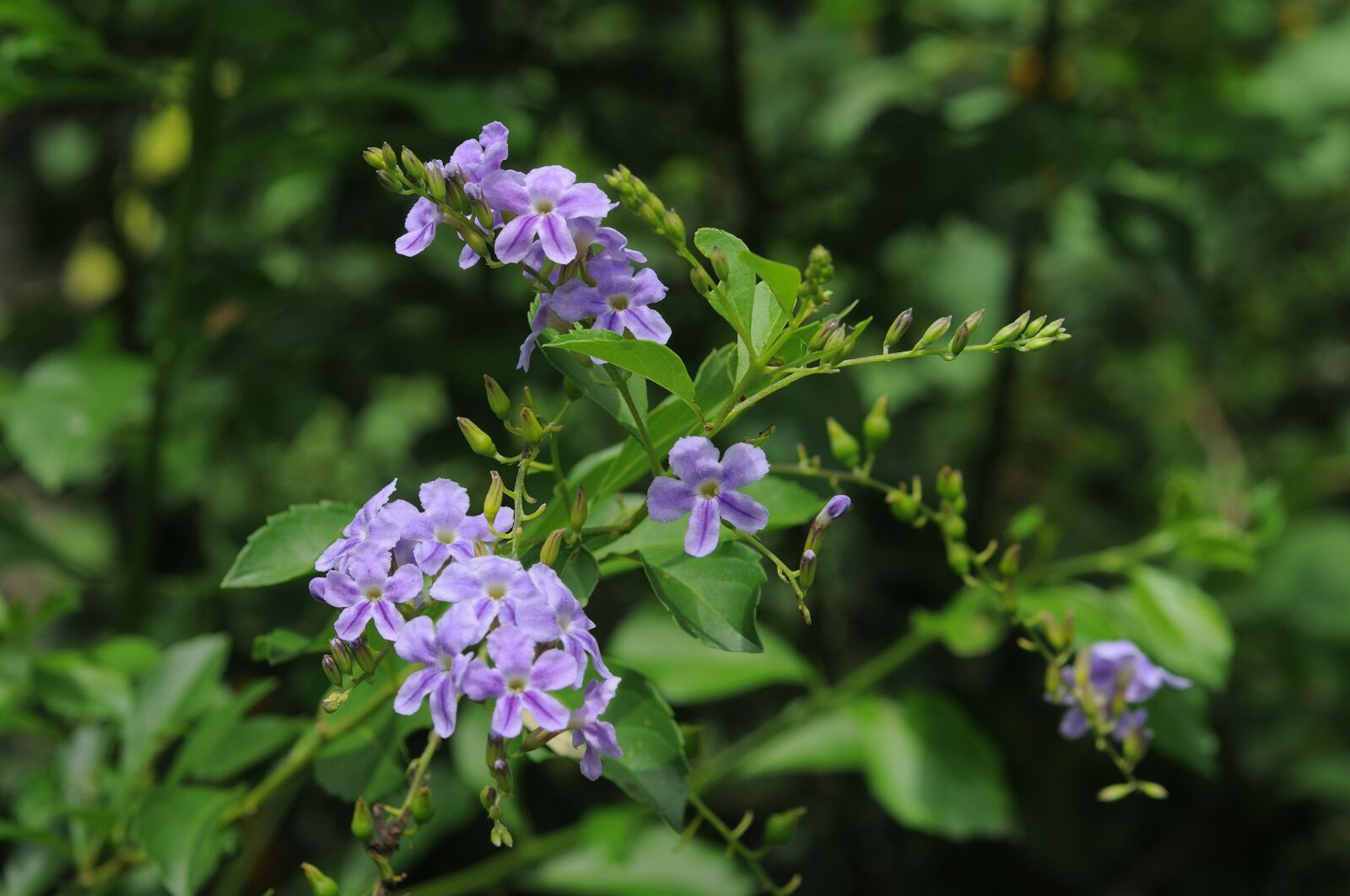 Nikon D300S sample photo. Flower, green, nature photography