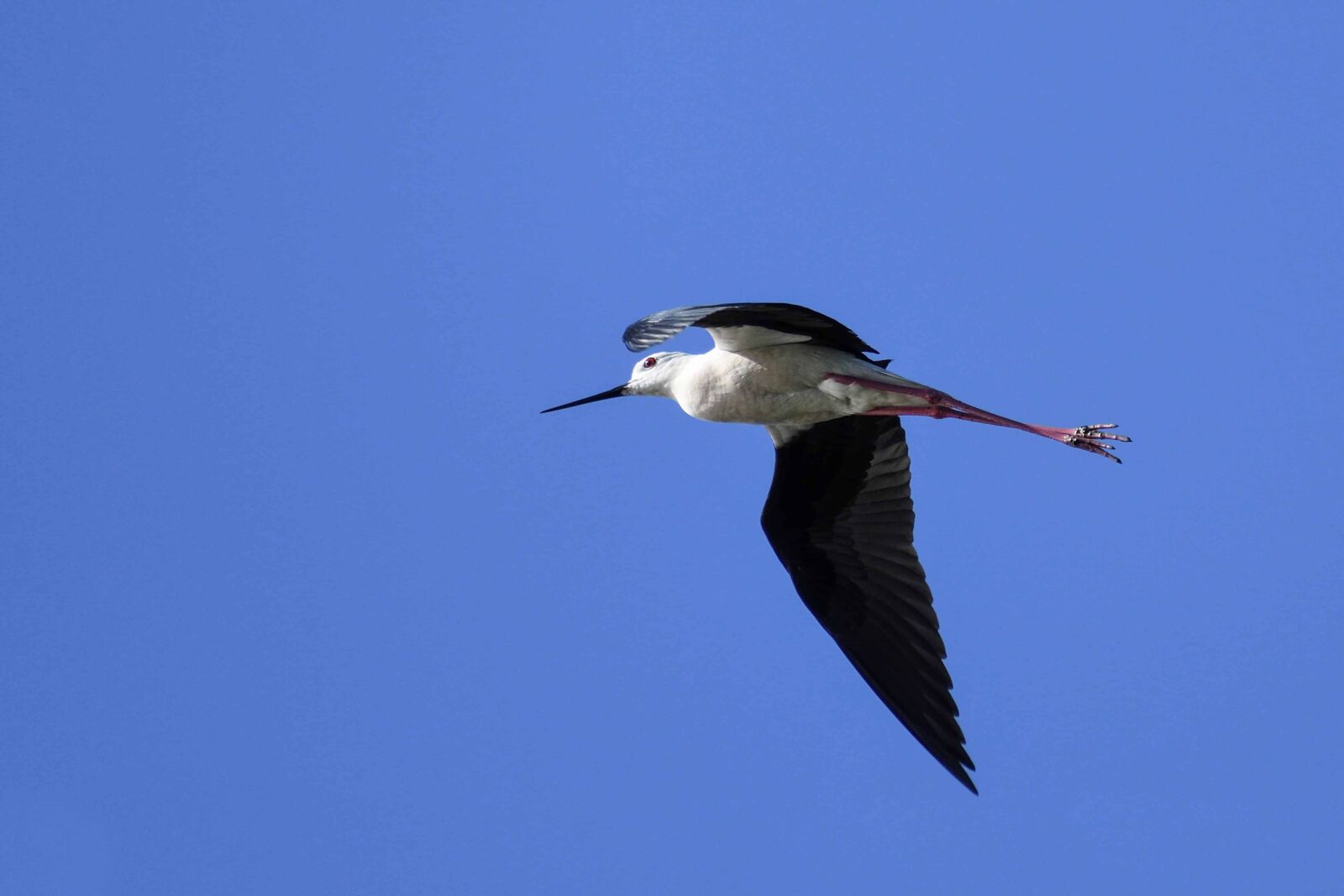 Nikon D500 sample photo. Wildlife, bird, outdoor, animal photography
